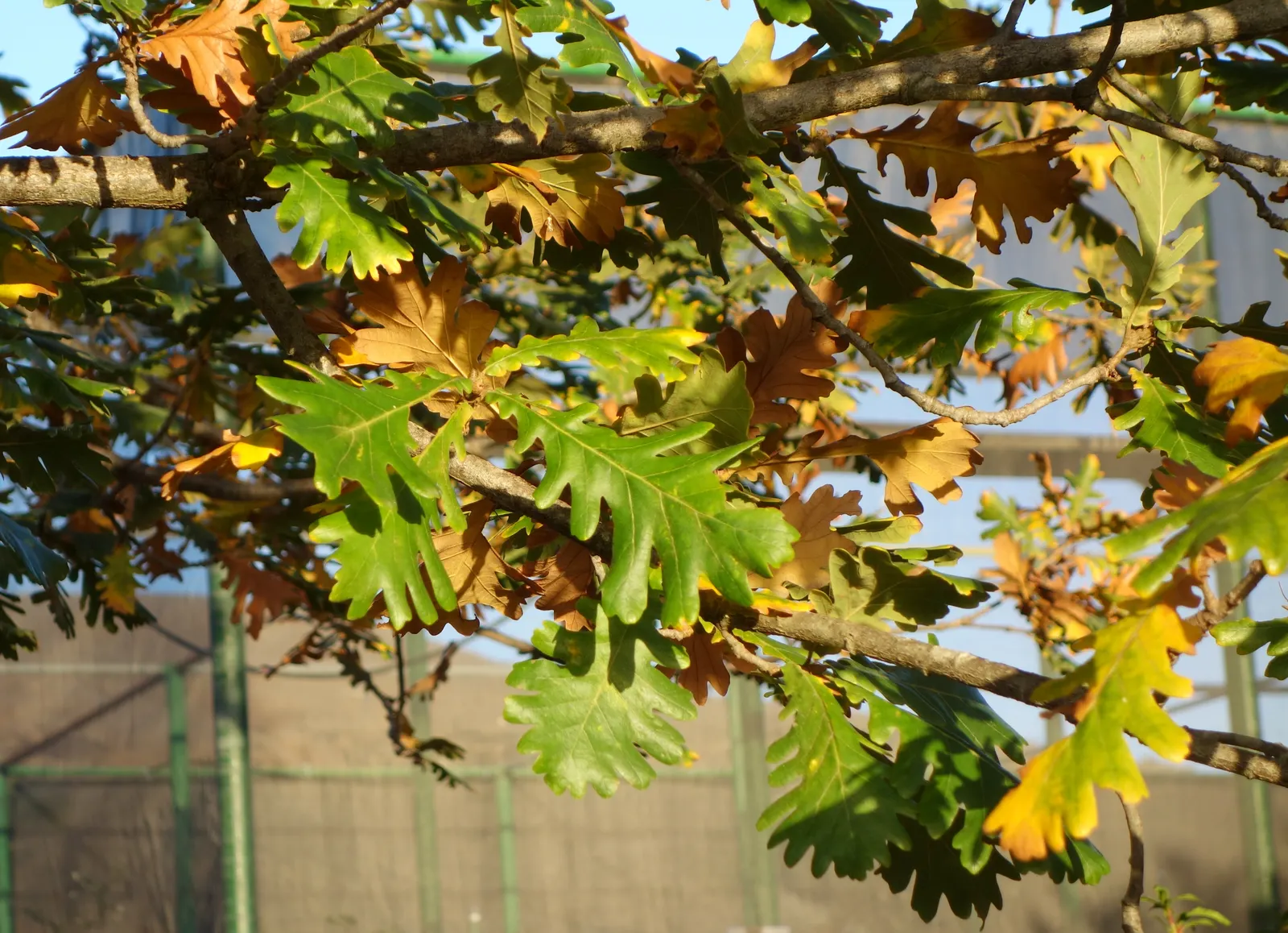 Hungarian Oak (Quercus Frainetto) — The Hungarian Oak (Quercus frainetto) is a robust, deciduous tree, featuring a broad, rounded canopy