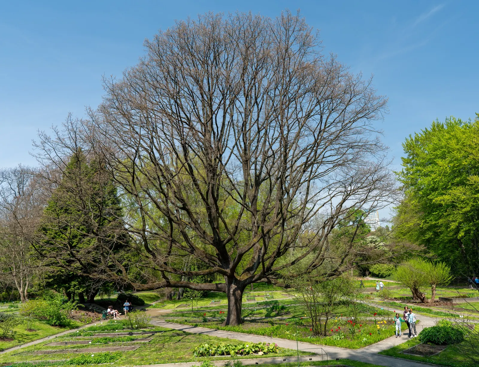 Hungarian Oak (Quercus Frainetto) — it is vital to allot ample space for the Hungarian Oak to accommodate its broad canopy