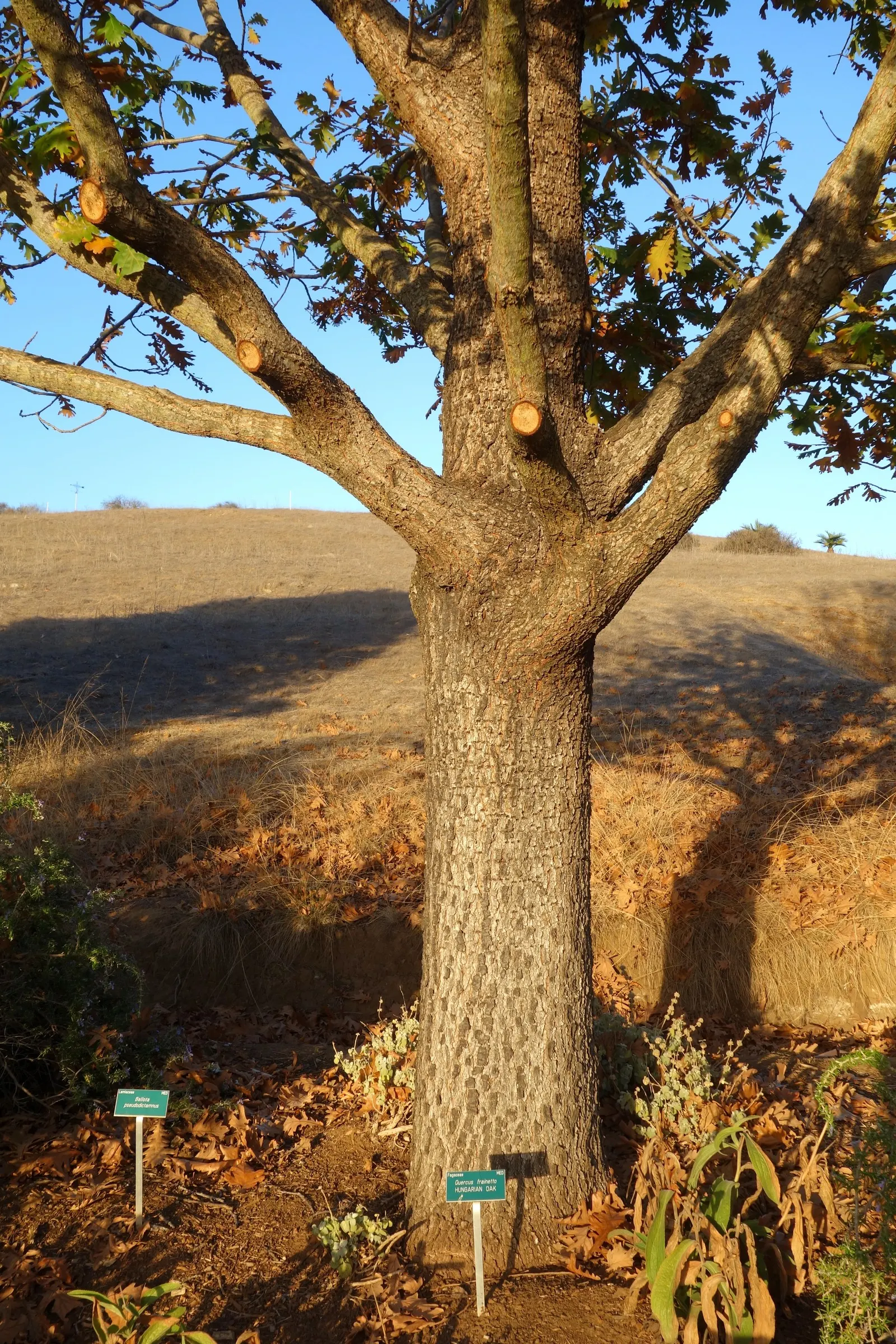 Hungarian Oak (Quercus Frainetto) — It reaches up to 80 feet tall; sturdy structure.<br><br>The leaves of the Quercus frainetto are one of its most striking