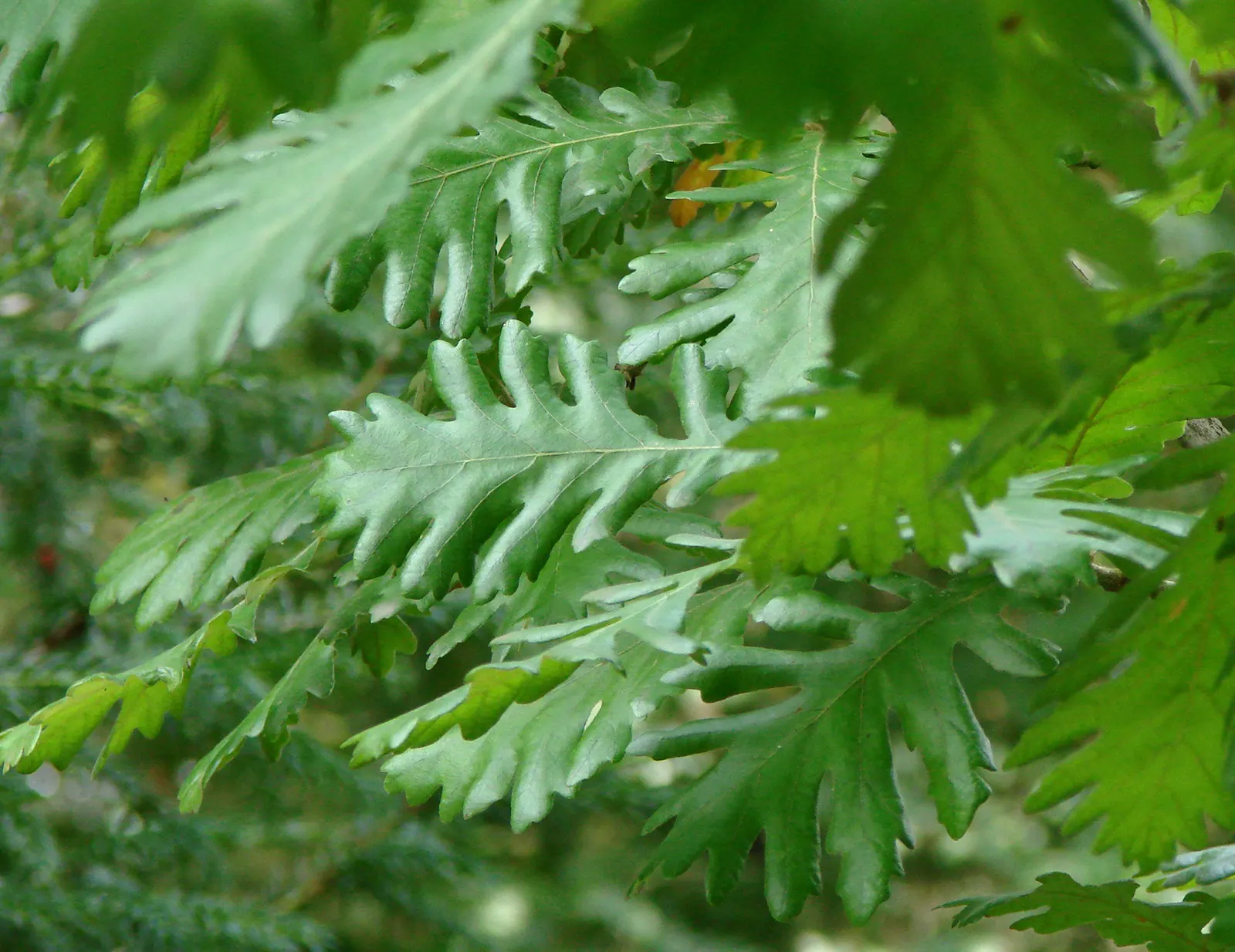 Hungarian Oak (Quercus Frainetto) — providing a visually engaging display.<br><br>When designing a landscape
