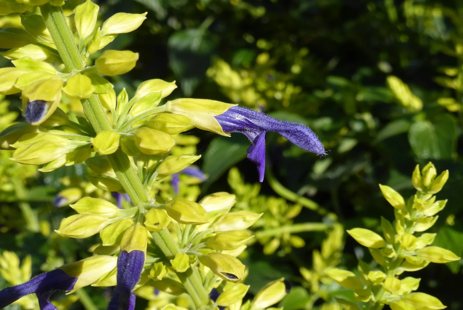 Limelight Mexican Sage (Salvia Mexicana 'Limelight') — The Salvia mexicana 'Limelight' is a vibrant perennial herbaceous plant