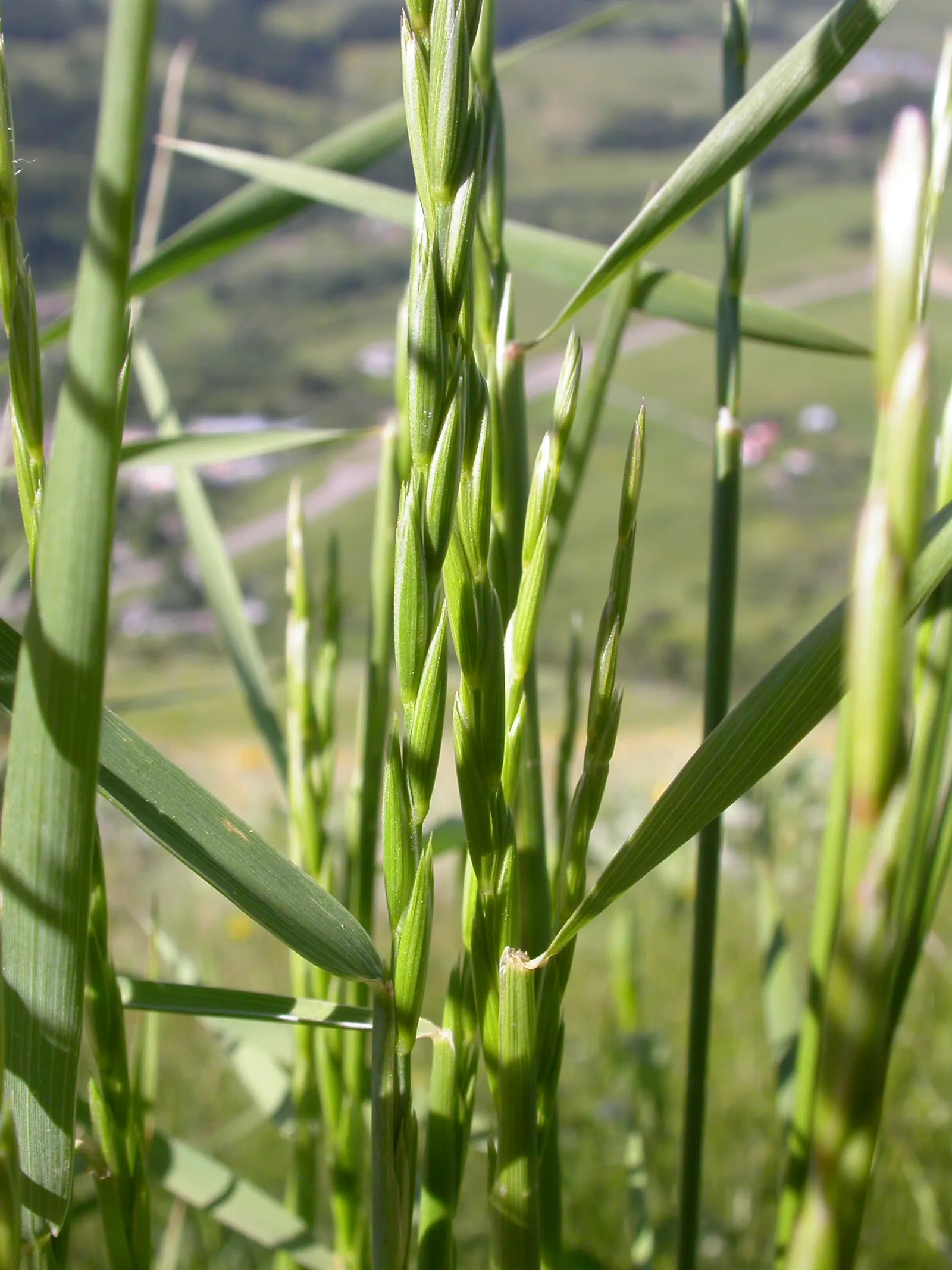 Bottlebrush Grass (Elymus Hystrix) — requiring minimal attention once established; elymus hystrix is a low-care option, image 75