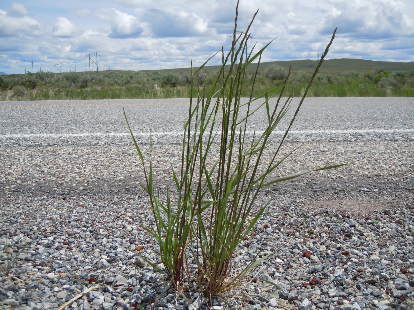Bottlebrush Grass (Elymus Hystrix) — commonly known as Bottlebrush Grass; which resemble a traditional bottlebrush