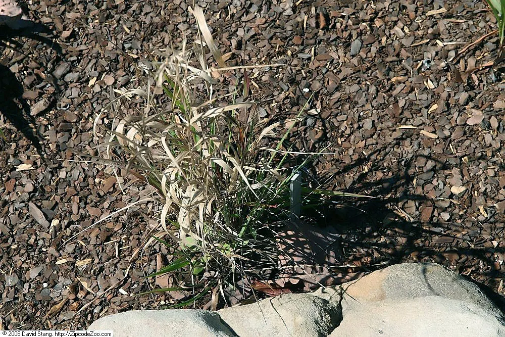 Bottlebrush Grass (Elymus Hystrix) — Bottlebrush Grass is both aesthetically pleasing and functional