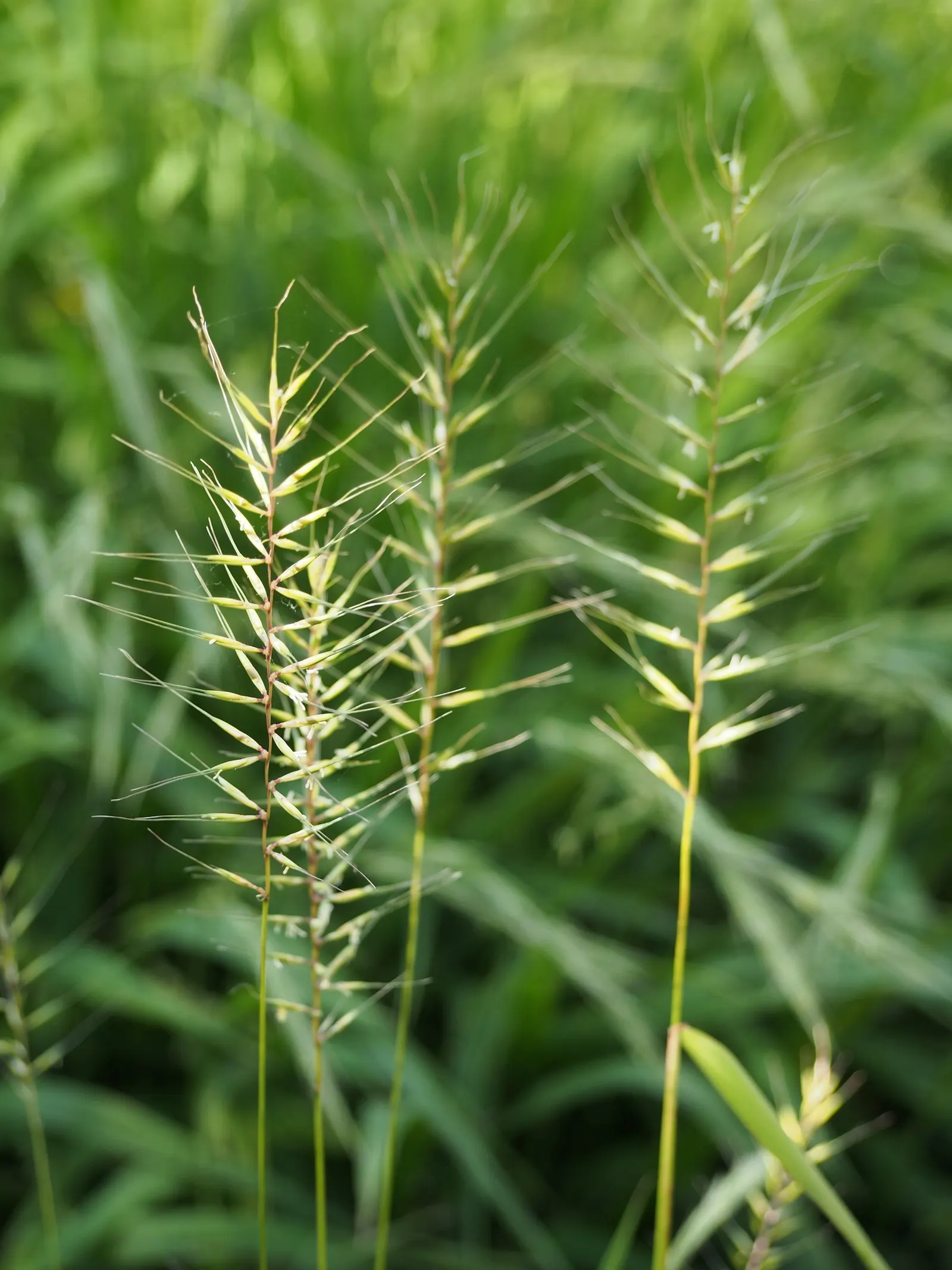 Bottlebrush Grass (Elymus Hystrix) — thriving in USDA hardiness zones 3 to 9; thus contributing to the local ecosystem's health, image 64