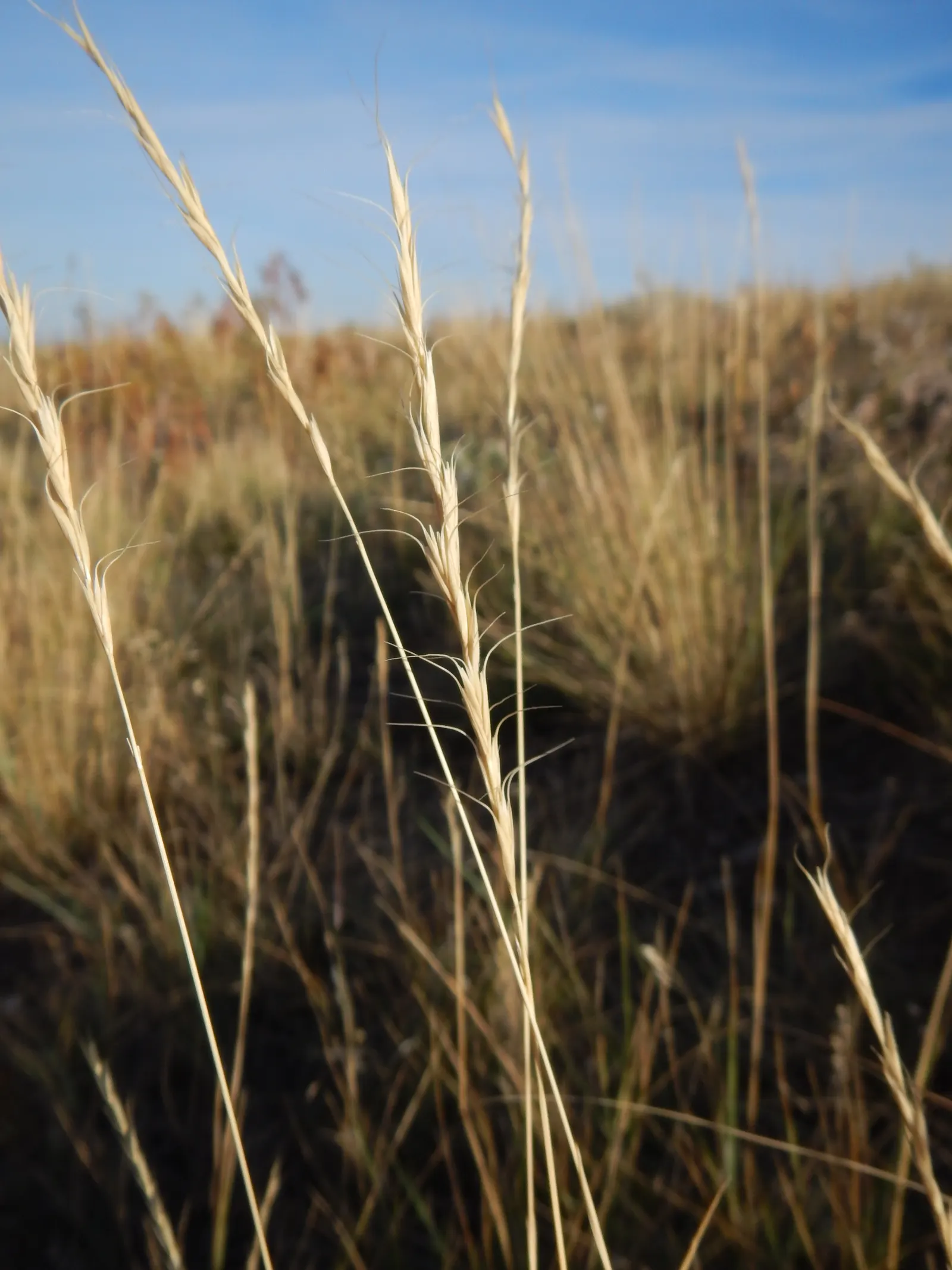 Bottlebrush Grass (Elymus Hystrix) — Its distinctive, bristly seed heads resemble a bottlebrush and appear in mid-summer; which resemble a, image 58