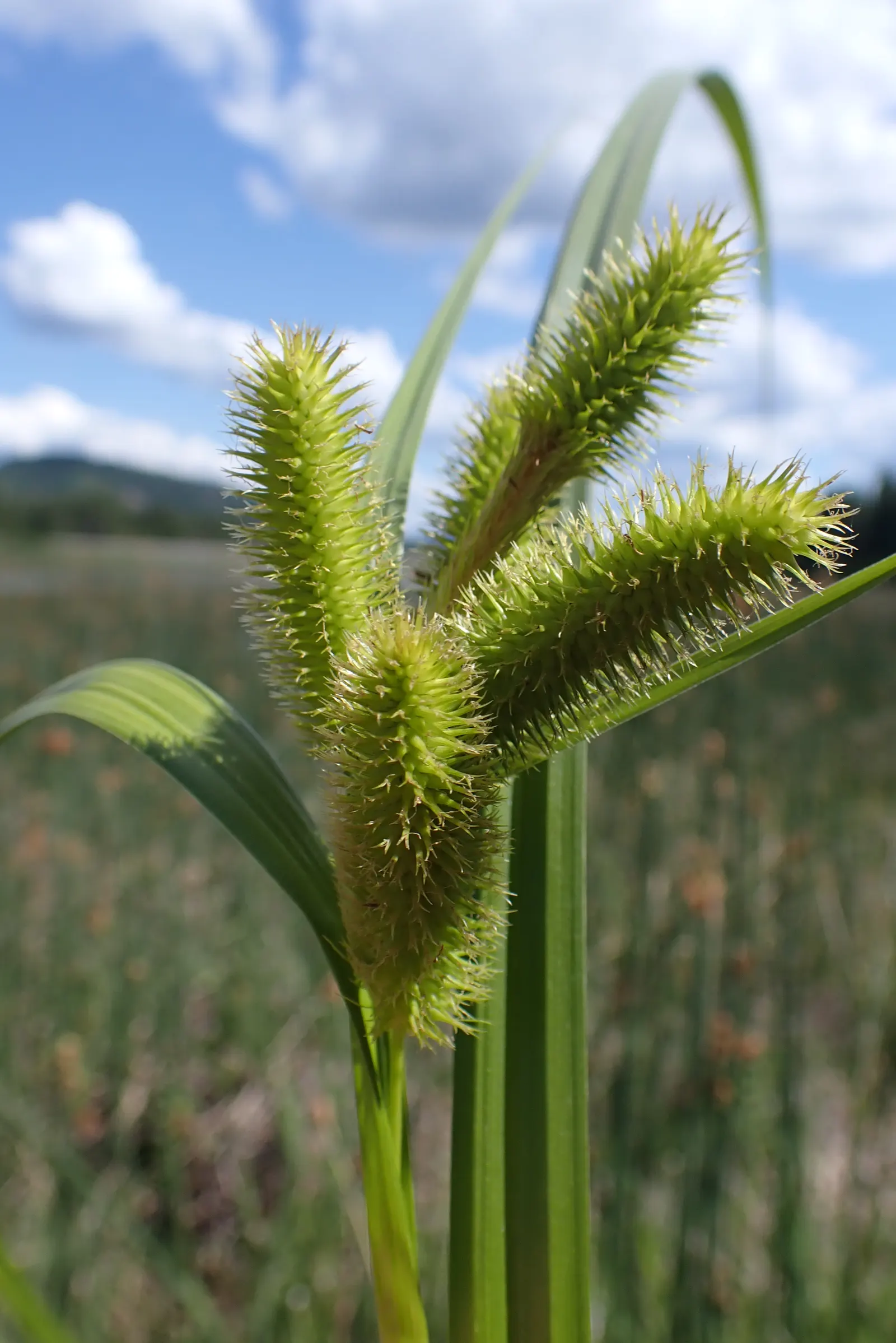 Bottlebrush Grass (Elymus Hystrix) — Preferring full sun to light shade, it thrives in well-drained soils; elymus hystrix is a low-care option, image 59
