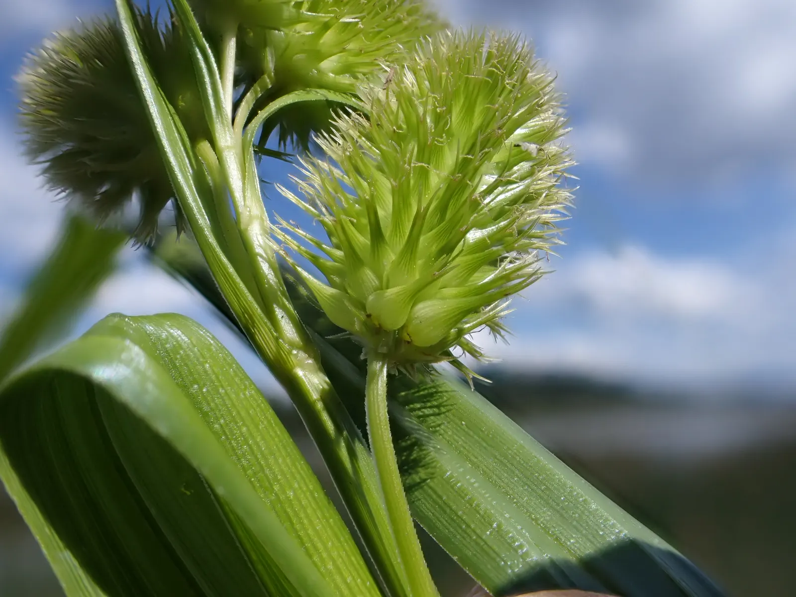 Bottlebrush Grass (Elymus Hystrix) — These seed heads start off green but transition to a golden-tan color