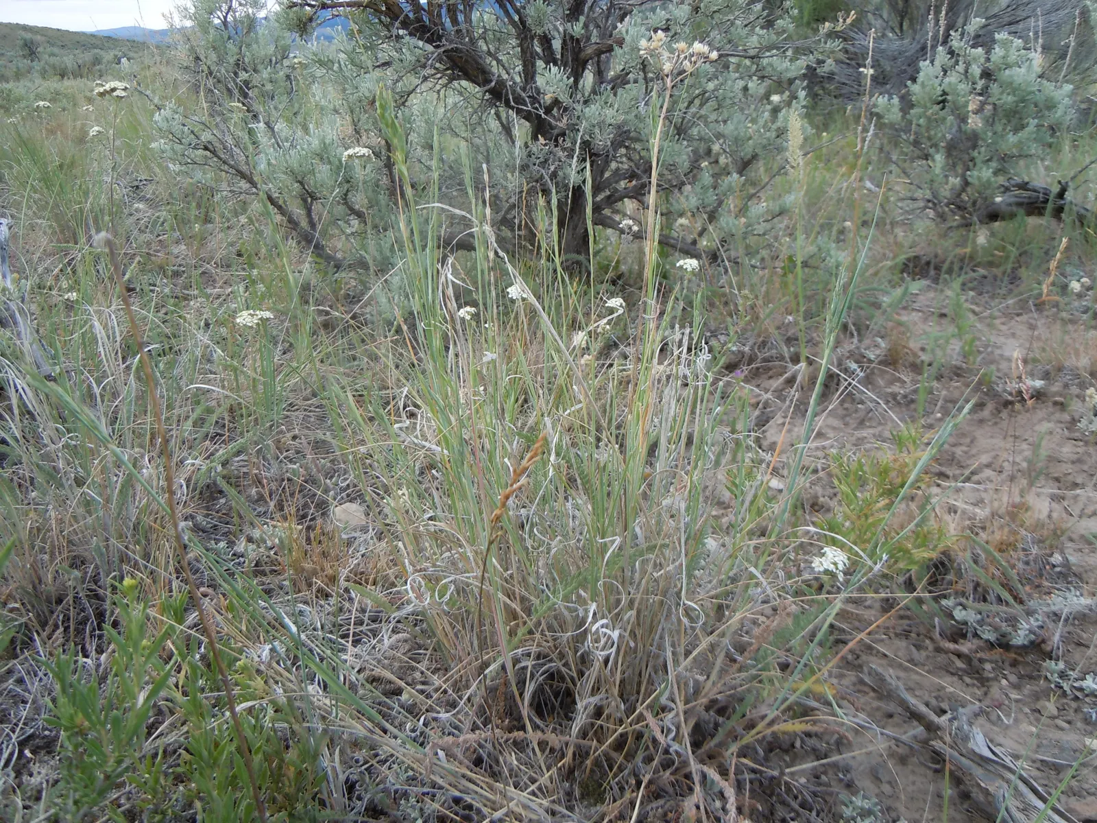 Bottlebrush Grass (Elymus Hystrix) — which resemble a traditional bottlebrush; elymus hystrix is a low-care option