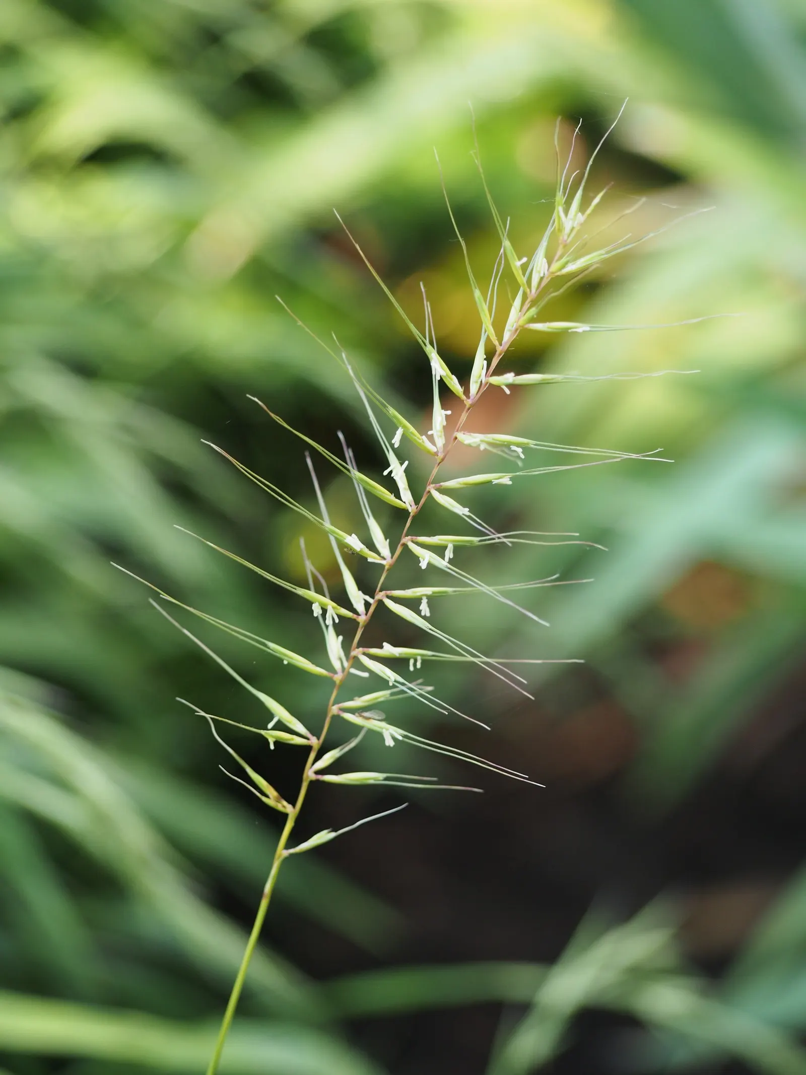 Bottlebrush Grass (Elymus Hystrix) — grass / perennial with green blooms; elymus hystrix is a low-care option