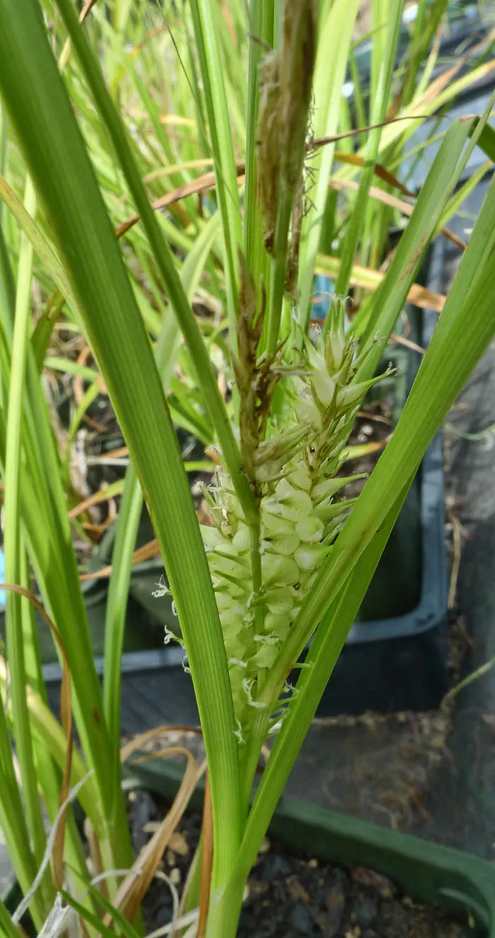 Bottlebrush Grass (Elymus Hystrix) — is a North American native perennial that offers a striking texture to any landscape design