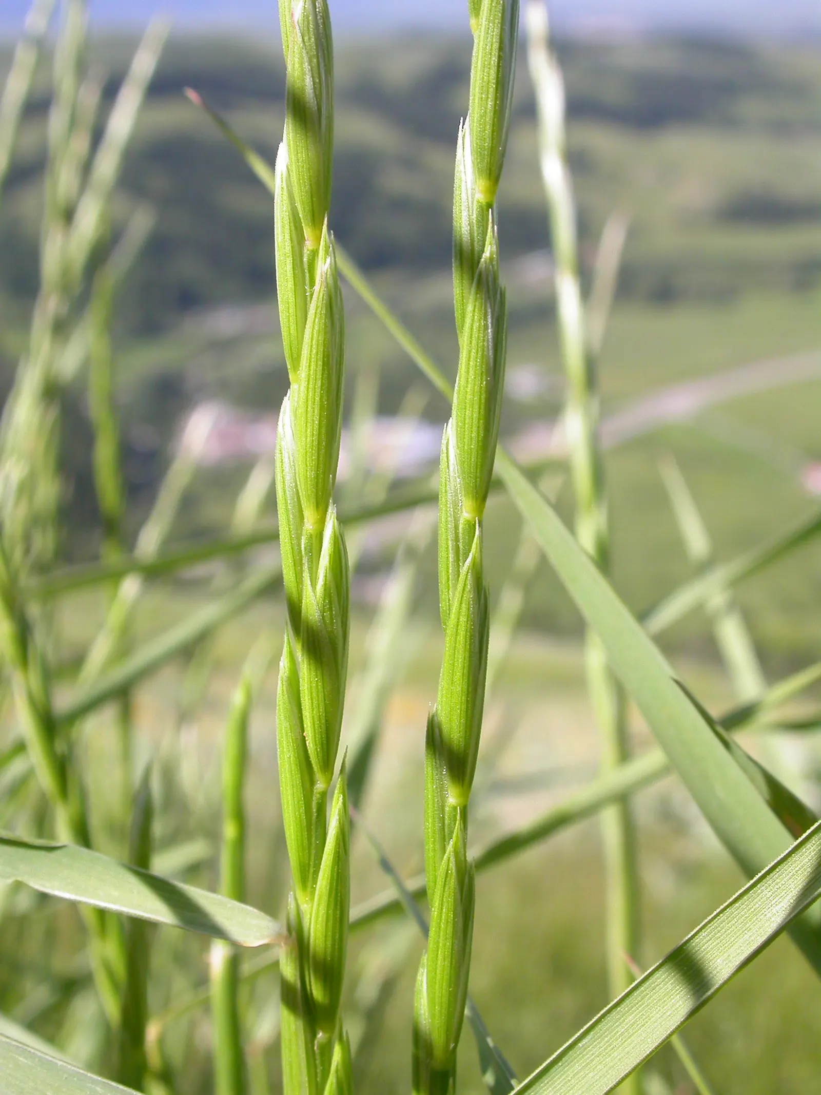 Bottlebrush Grass (Elymus Hystrix) — making it an ideal choice for shadowed woodland gardens or understory plantings; elymus hystrix is a low-care, image 71
