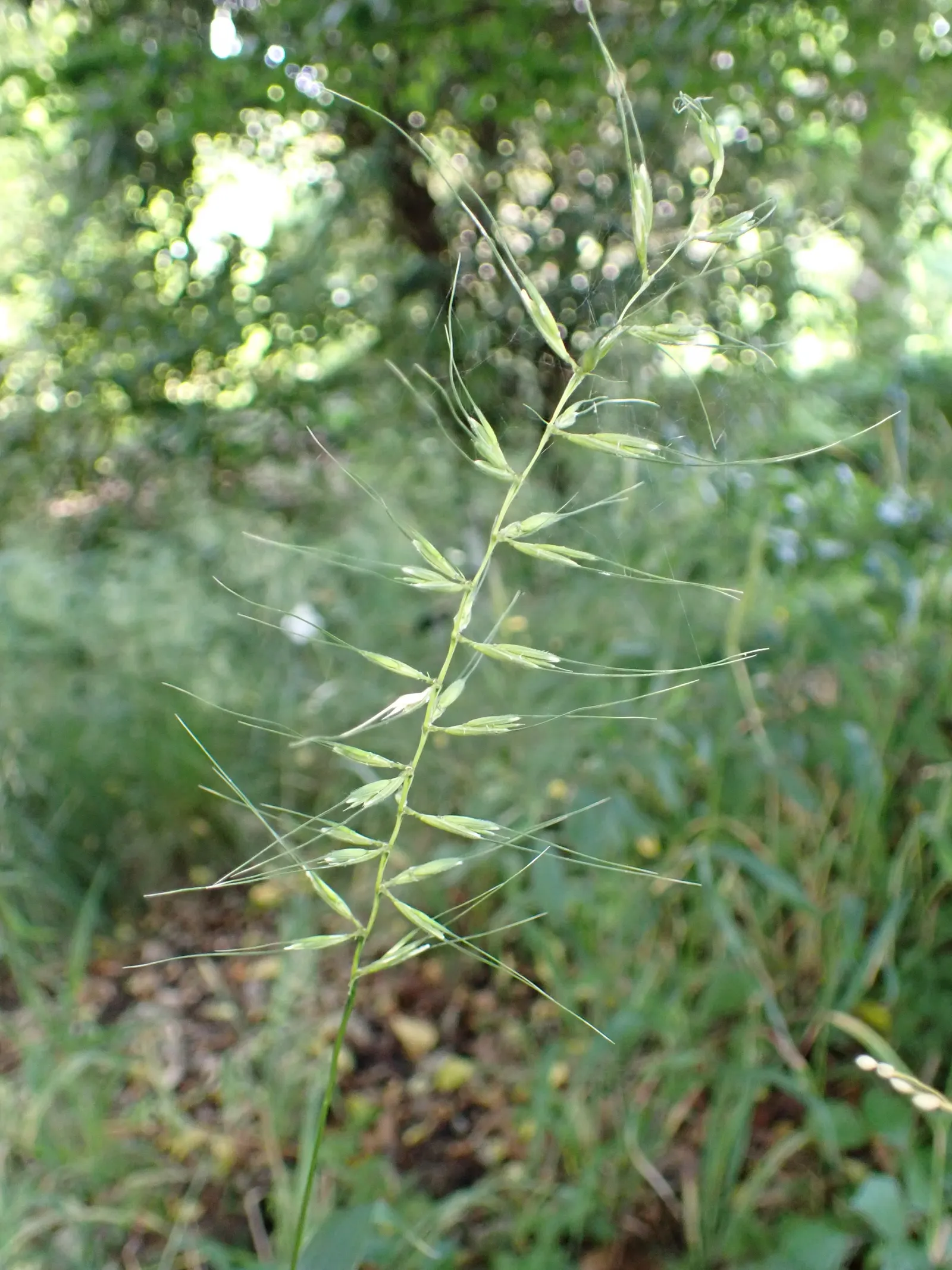 Bottlebrush Grass (Elymus Hystrix) — making it an ideal choice for shadowed woodland gardens or understory plantings; elymus hystrix is a low-care option
