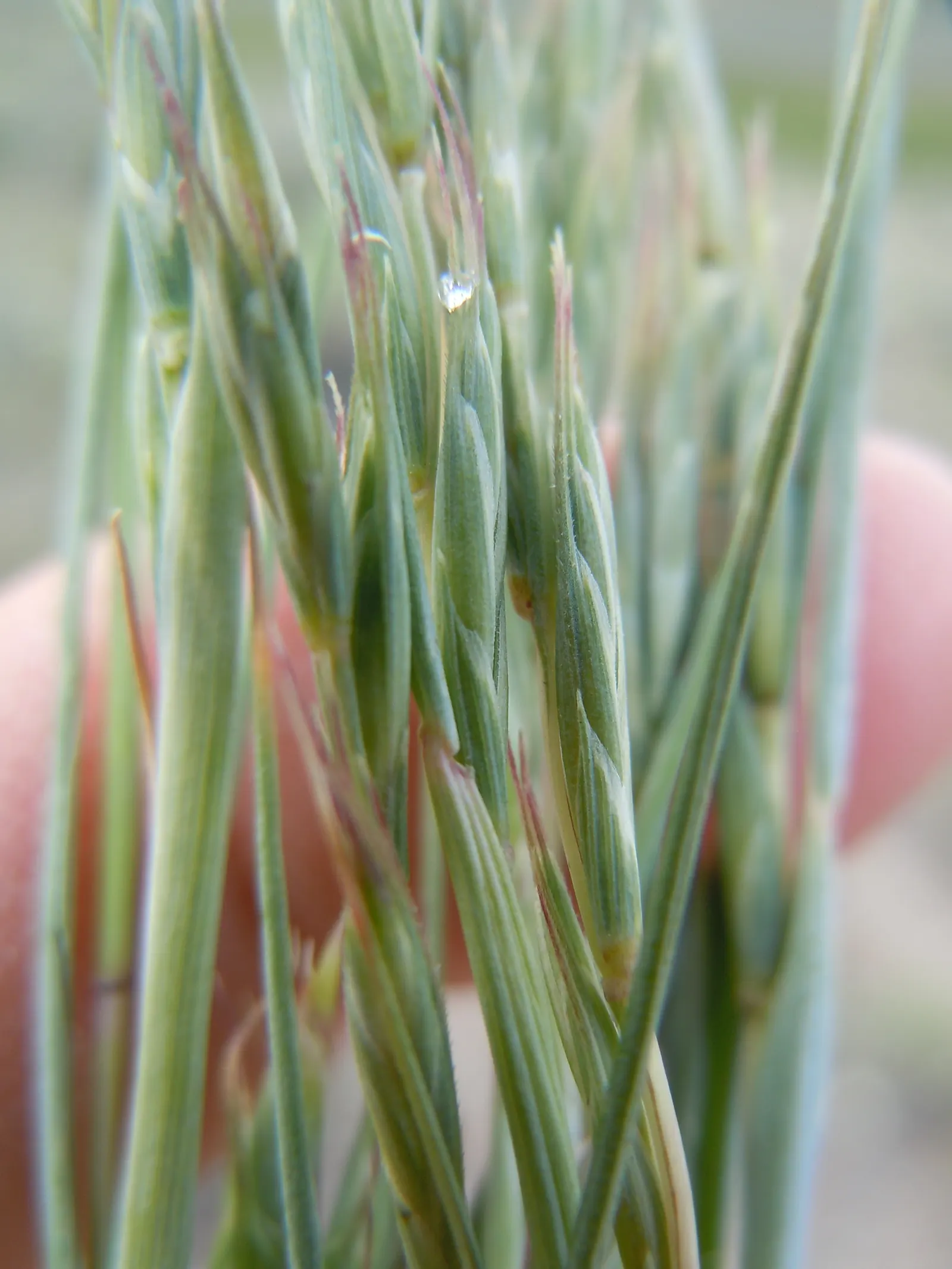 Bottlebrush Grass (Elymus Hystrix) — save for occasional watering during prolonged dry spells; thus contributing to the local ecosystem's health, image 76