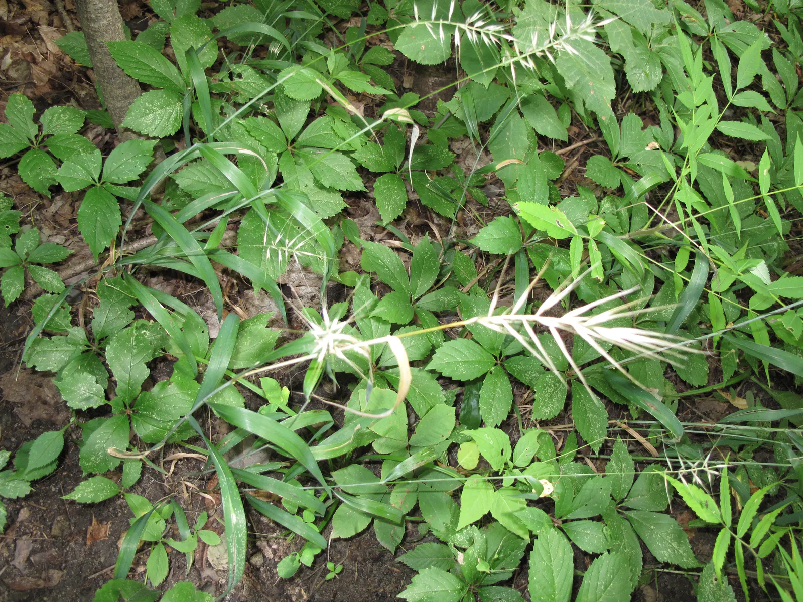 Bottlebrush Grass (Elymus Hystrix) — Its distinctive, bristly seed heads resemble a bottlebrush and appear in mid-summer; which resemble a traditional