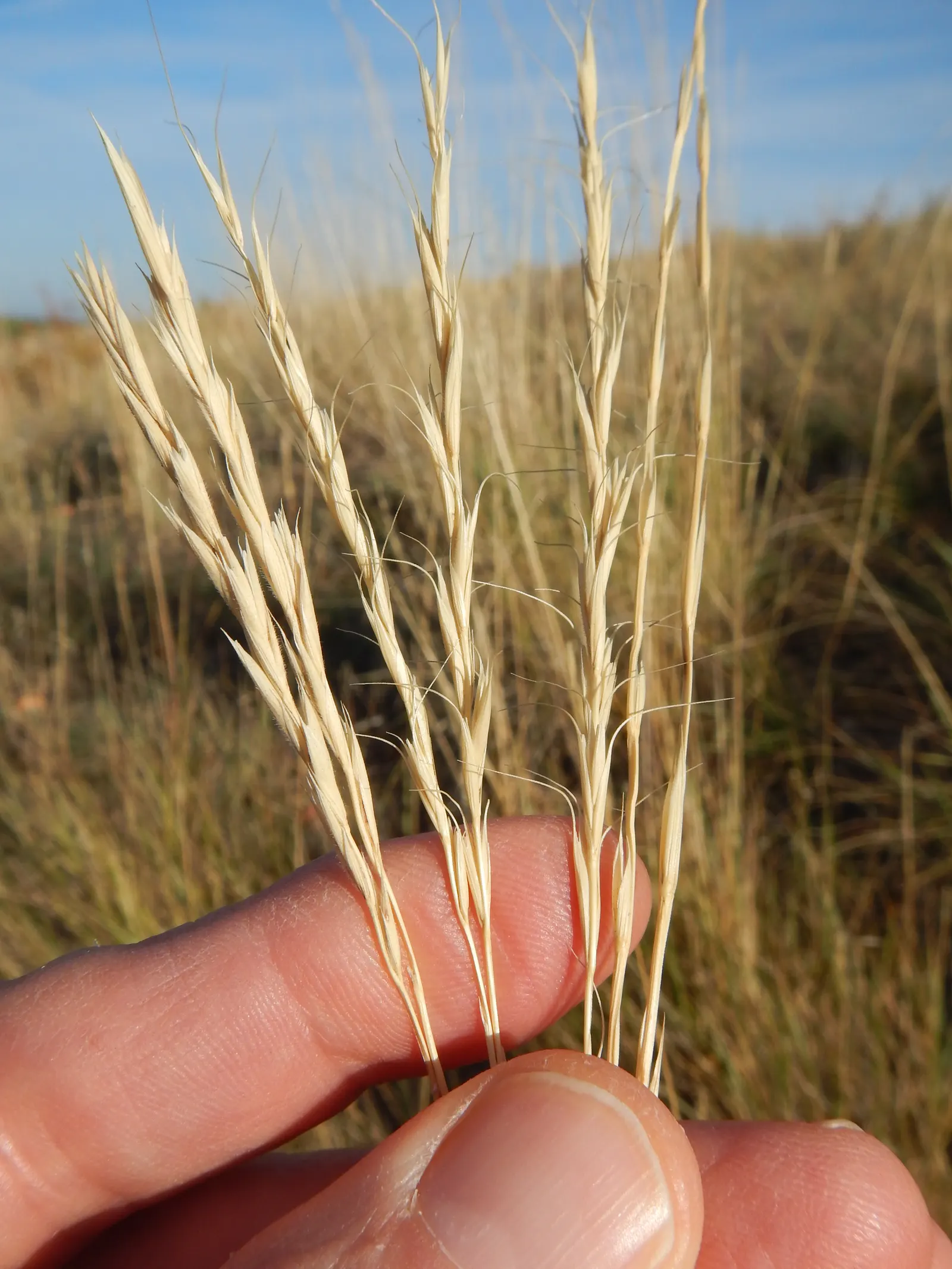 Bottlebrush Grass (Elymus Hystrix) — and prefers partial to full shade; which resemble a traditional bottlebrush, image 70