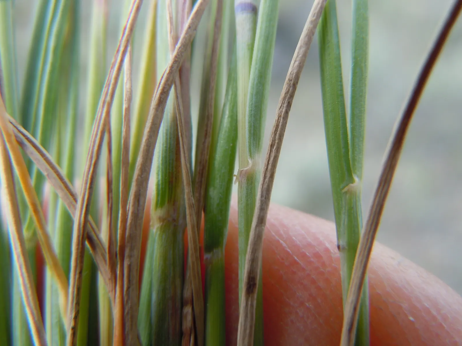 Bottlebrush Grass (Elymus Hystrix) — the plant's rough-textured; it adds vertical texture to gardens with minimal maintenance and is beneficial for wildlife