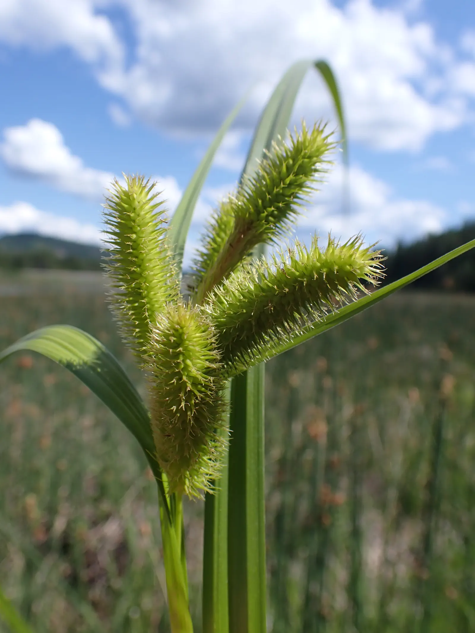 Bottlebrush Grass (Elymus Hystrix) — thus contributing to the local ecosystem's health; it adds vertical texture to gardens with minimal, image 81