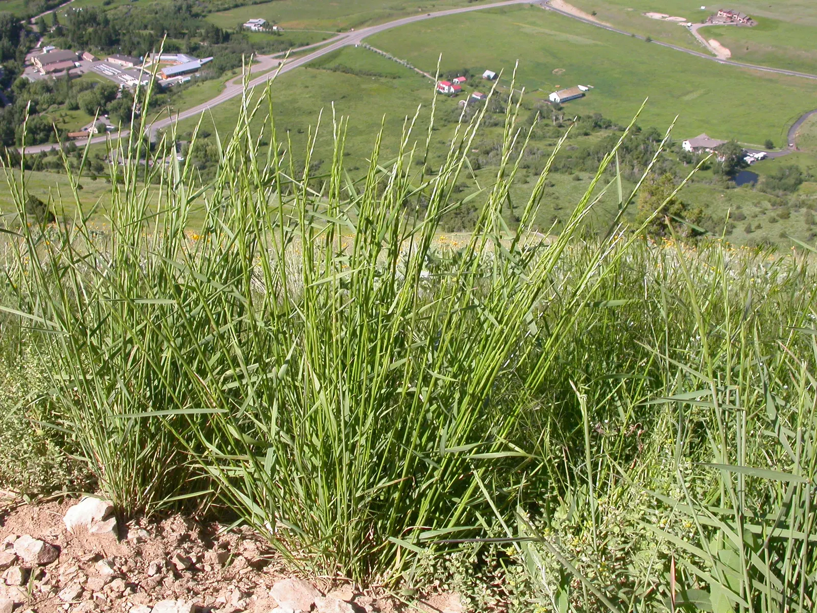Bottlebrush Grass (Elymus Hystrix) — which resemble a traditional bottlebrush