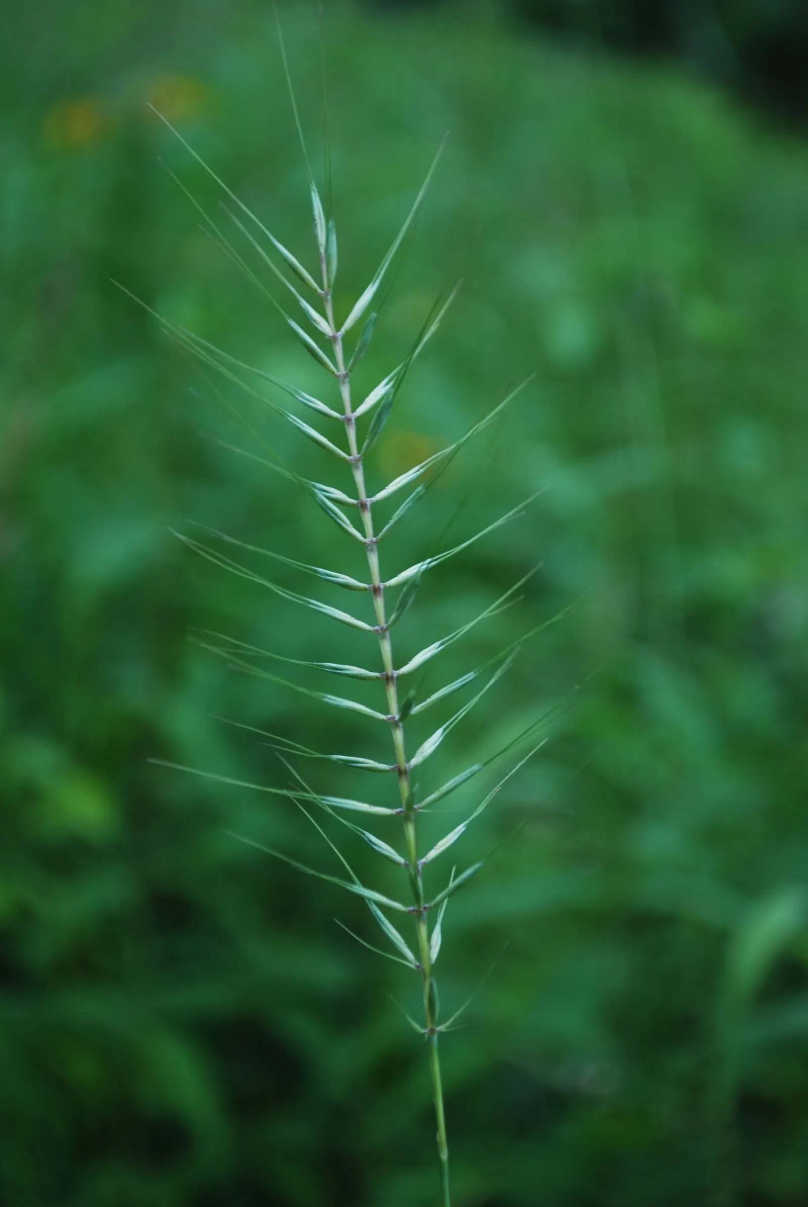 Bottlebrush Grass (Elymus Hystrix) — as well as its ability to provide erosion control on slopes