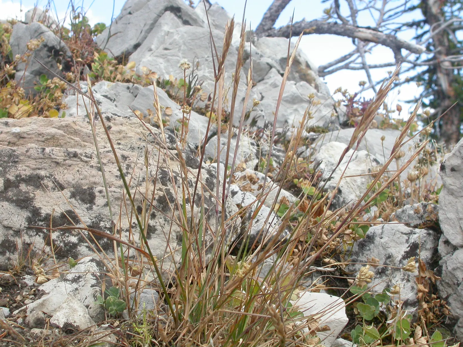 Bottlebrush Grass (Elymus Hystrix) — offering habitat and food for birds; it adds vertical texture to gardens with minimal maintenance and is beneficial for