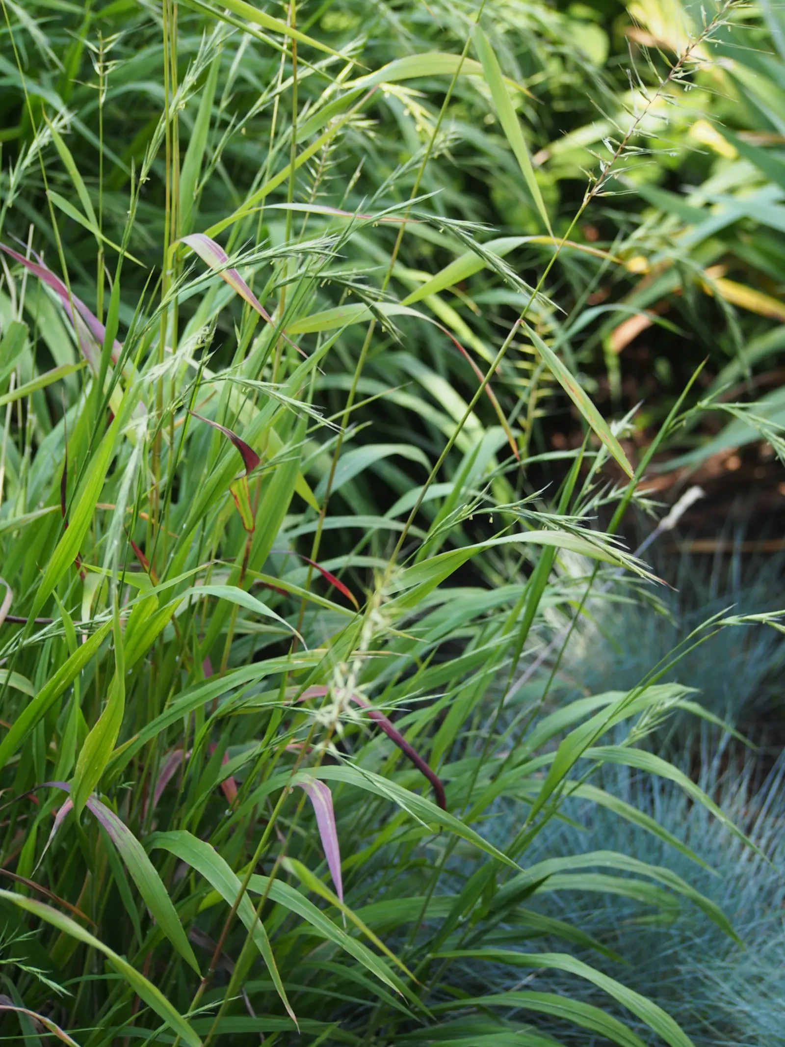 Bottlebrush Grass (Elymus Hystrix) — from moist to slightly dry