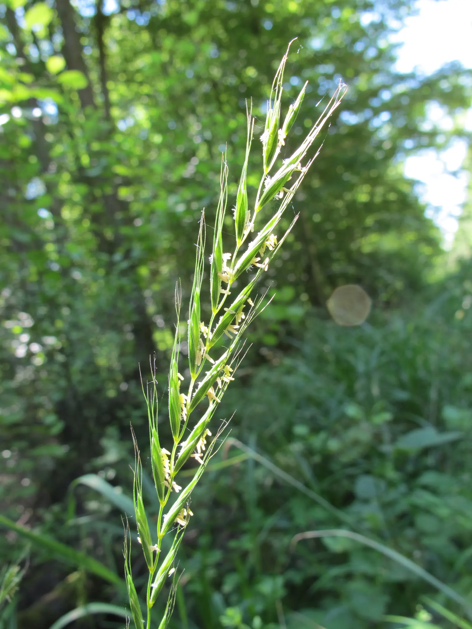 Bottlebrush Grass (Elymus Hystrix) — Its tolerance for shade sets it apart from many grasses that require full sun
