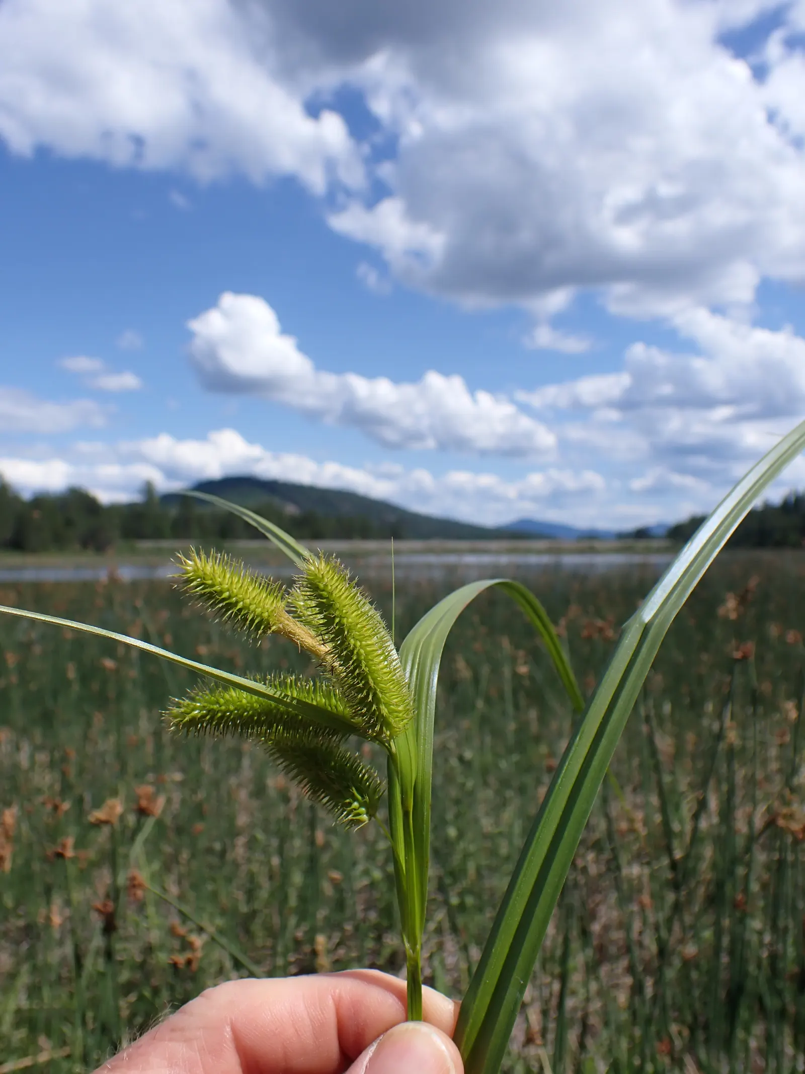 Bottlebrush Grass (Elymus Hystrix) — typically reaching heights of 2 to 4 feet with an equal spread of 2 to 3 feet; it adds vertical texture to, image 65