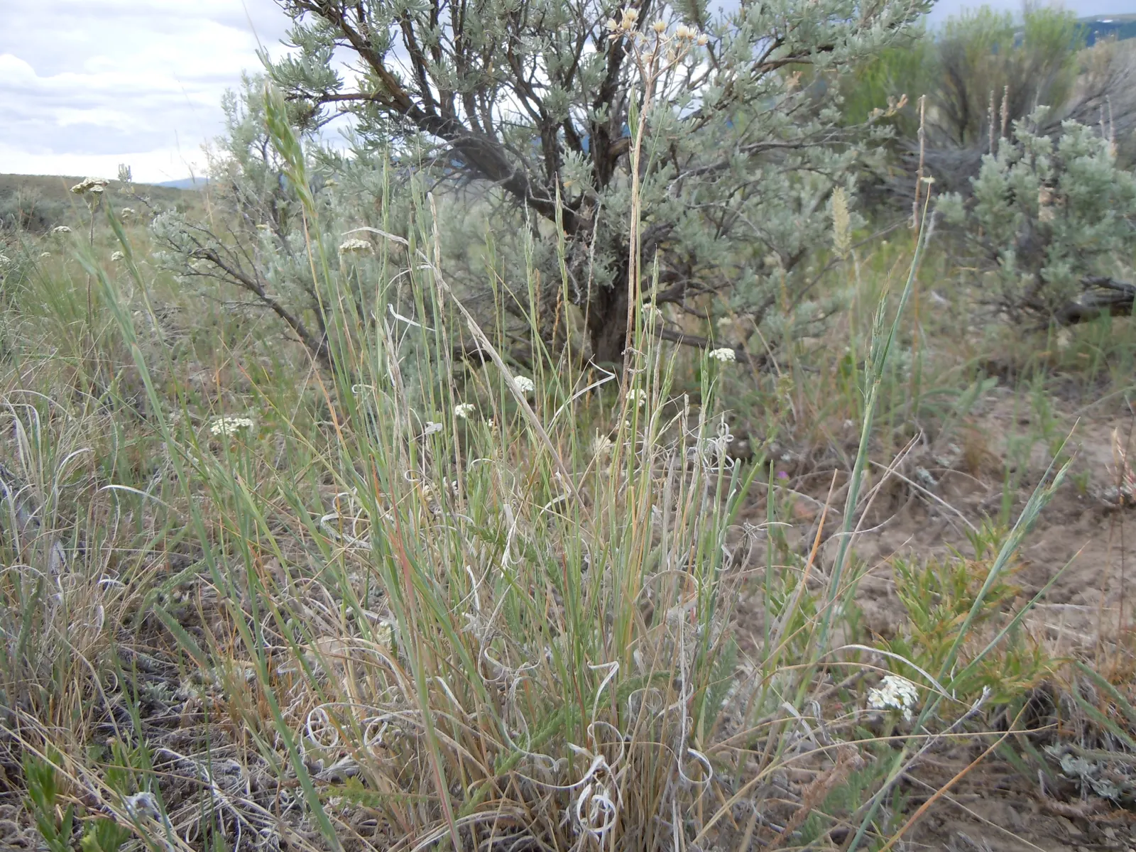 Bottlebrush Grass (Elymus Hystrix) — North American native prairie grass reaching 2-4 feet in height; it adds vertical texture to gardens with, image 85