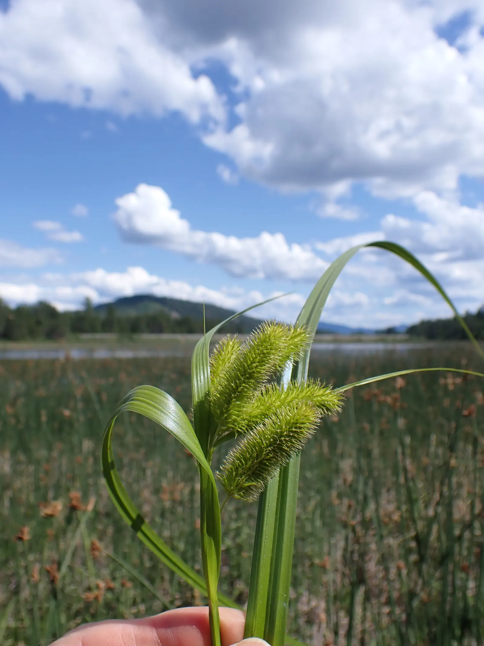 Bottlebrush Grass (Elymus Hystrix) — These seed heads start off green but transition to a golden-tan color; thus contributing to the local, image 68