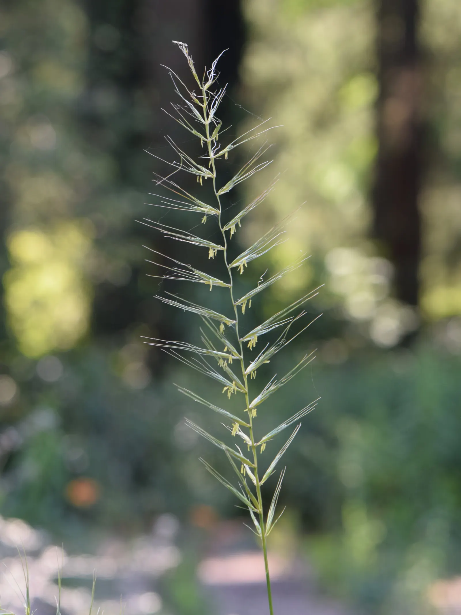 Bottlebrush Grass (Elymus Hystrix) — Its distinctive, bristly seed heads resemble a bottlebrush and appear in mid-summer; which resemble a, image 86