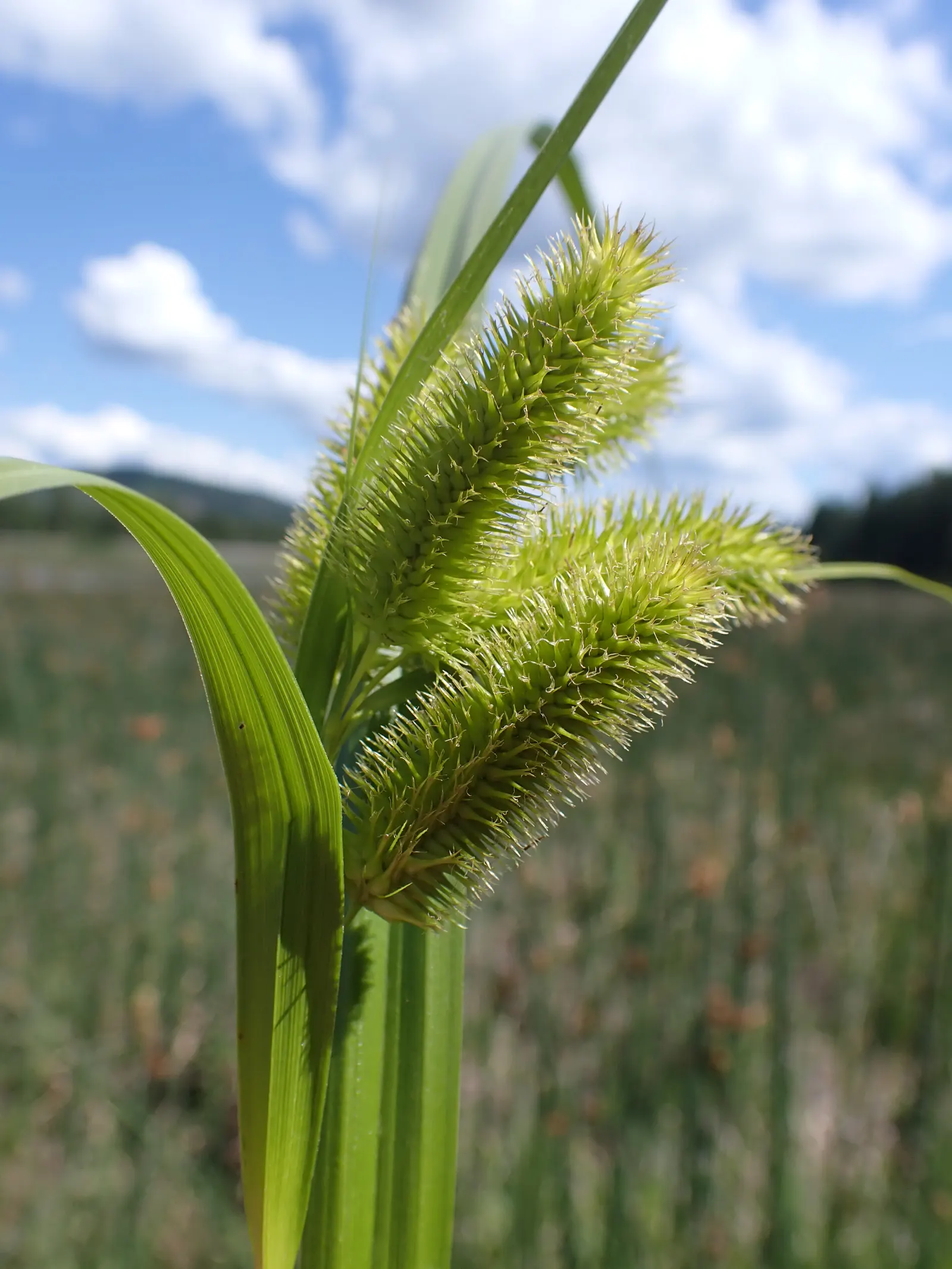 Bottlebrush Grass (Elymus Hystrix) — grass / perennial for full or half; thus contributing to the local ecosystem's health