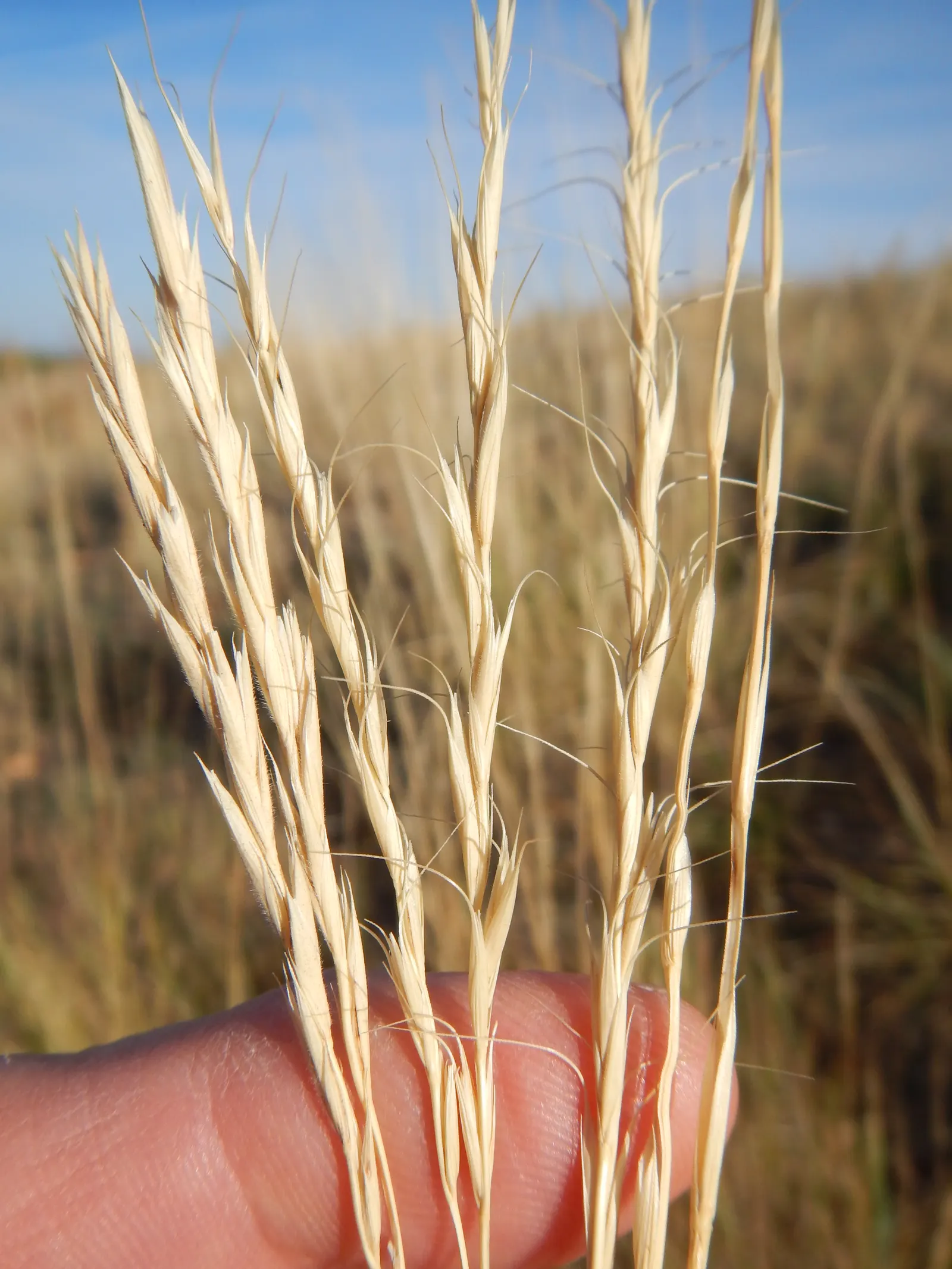 Bottlebrush Grass (Elymus Hystrix) — offering habitat and food for birds; it adds vertical texture to gardens with minimal maintenance and is, image 61