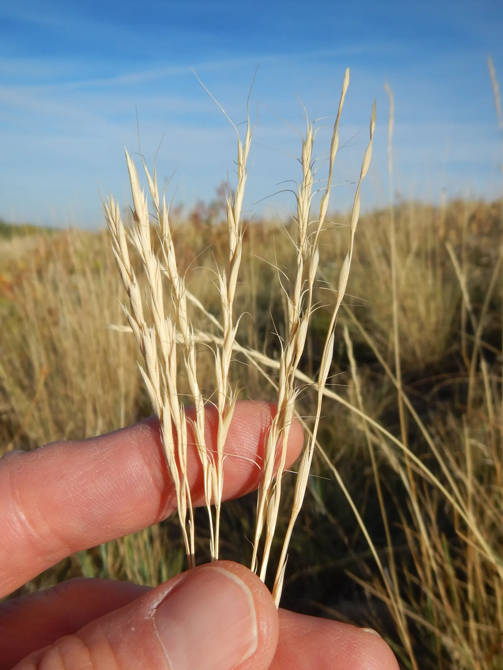 Bottlebrush Grass (Elymus Hystrix) — green flowers in the garden; which resemble a traditional bottlebrush