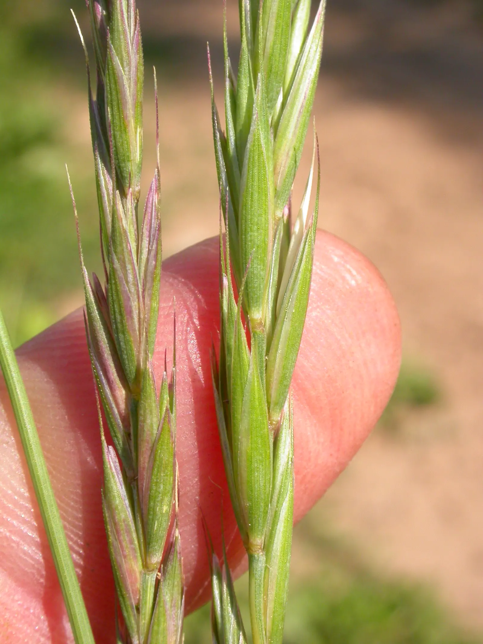 Bottlebrush Grass (Elymus Hystrix) — green flowers in the garden
