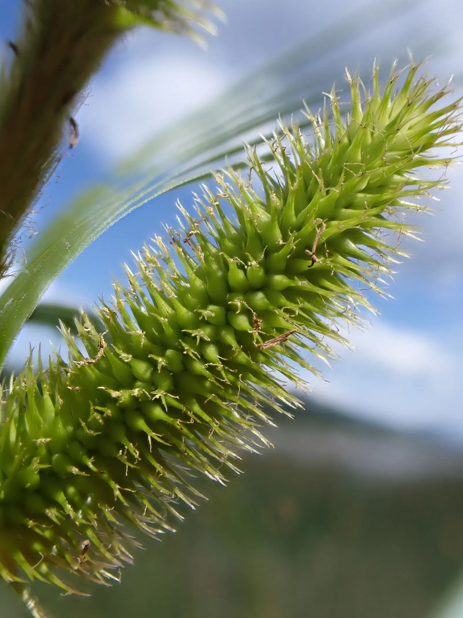 Bottlebrush Grass (Elymus Hystrix) — Bottlebrush Grass is both aesthetically pleasing and functional; elymus hystrix is a low-care option
