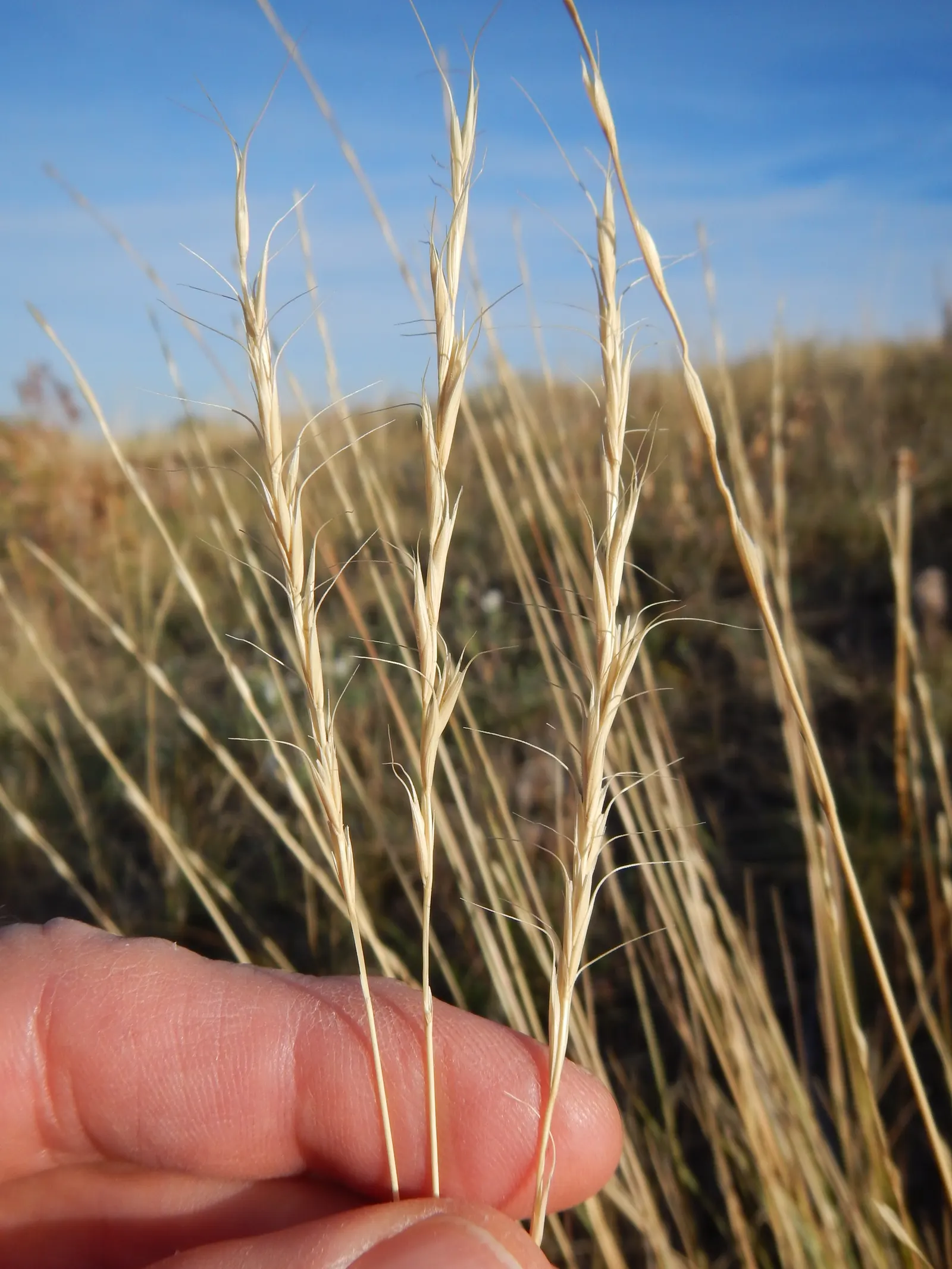 Bottlebrush Grass (Elymus Hystrix) — it adds vertical texture to gardens with minimal maintenance and is beneficial for wildlife; thus contributing to the