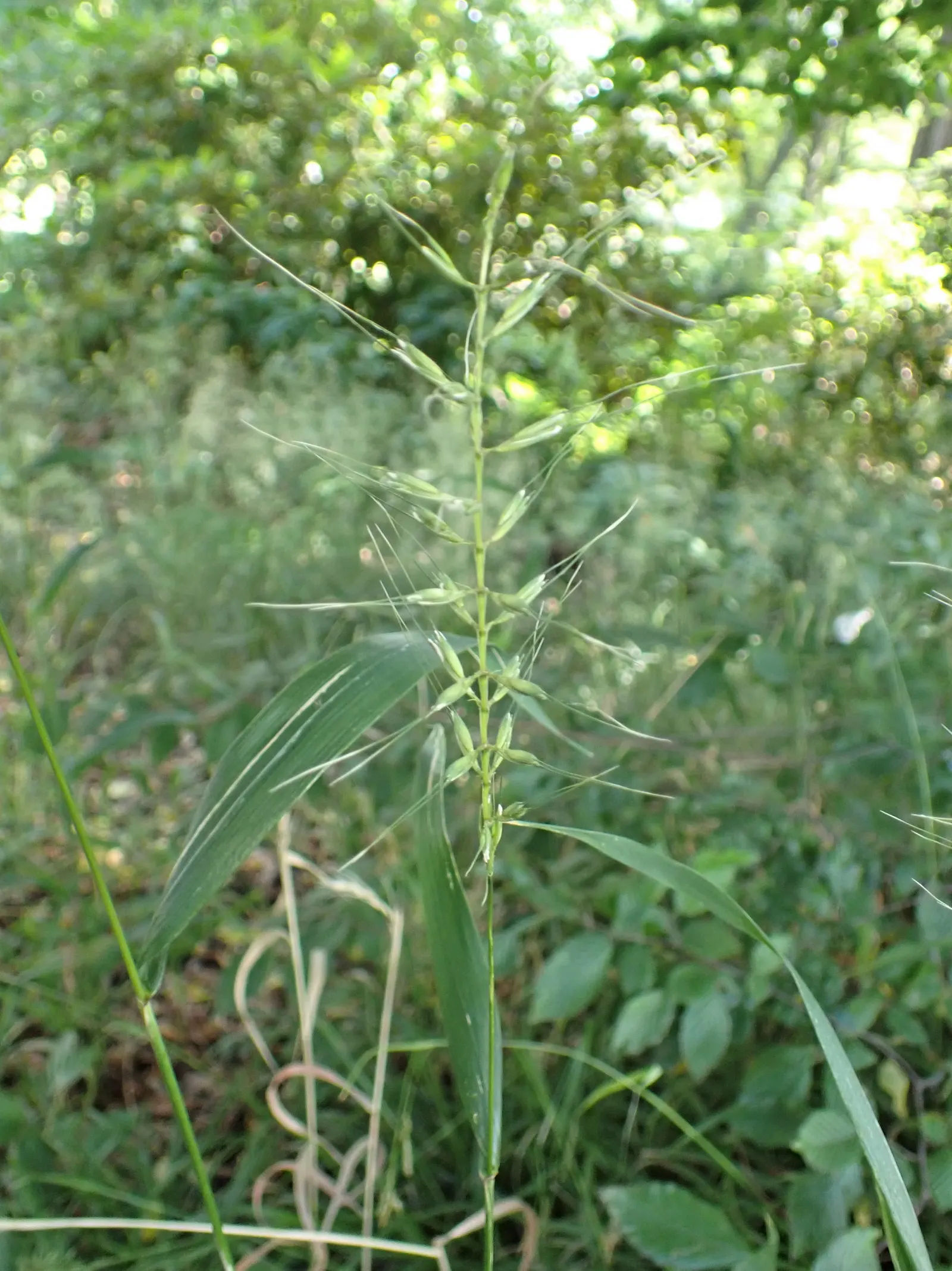 Bottlebrush Grass (Elymus Hystrix) — typically reaching heights of 2 to 4 feet with an equal spread of 2 to 3 feet; it adds vertical texture to gardens with