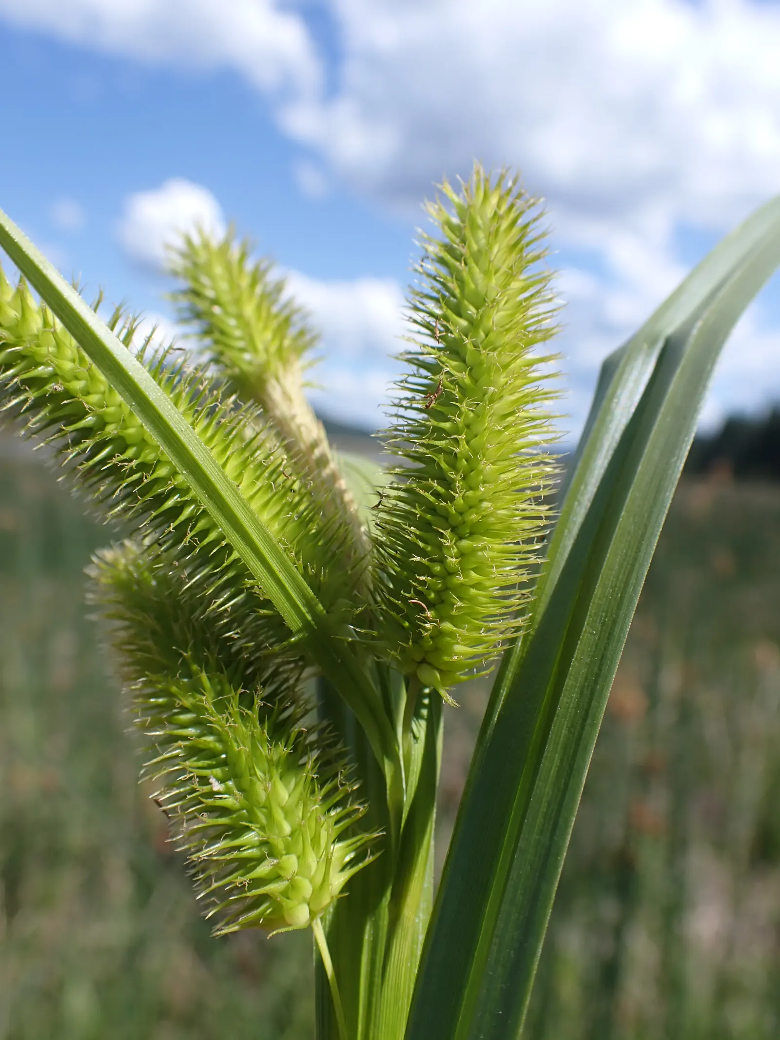 Bottlebrush Grass (Elymus Hystrix) — Given its attractive seed heads and foliage; it adds vertical texture to gardens with minimal maintenance and, image 77