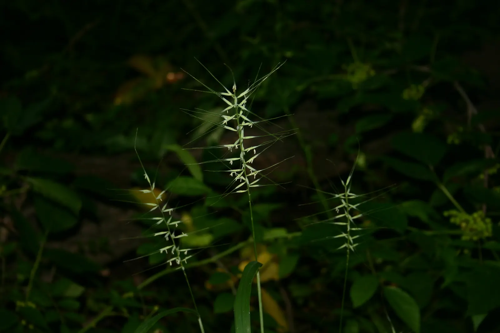 Bottlebrush Grass (Elymus Hystrix) — Elymus hystrix is a low-care option; which resemble a traditional bottlebrush, image 74