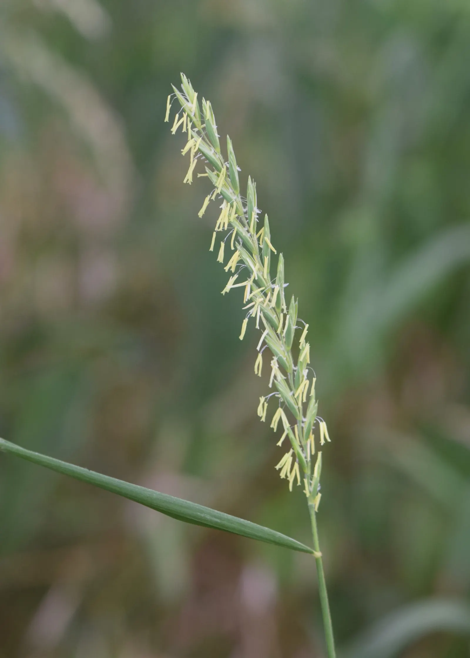 Bottlebrush Grass (Elymus Hystrix) — Elymus hystrix is a low-care option; which resemble a traditional bottlebrush