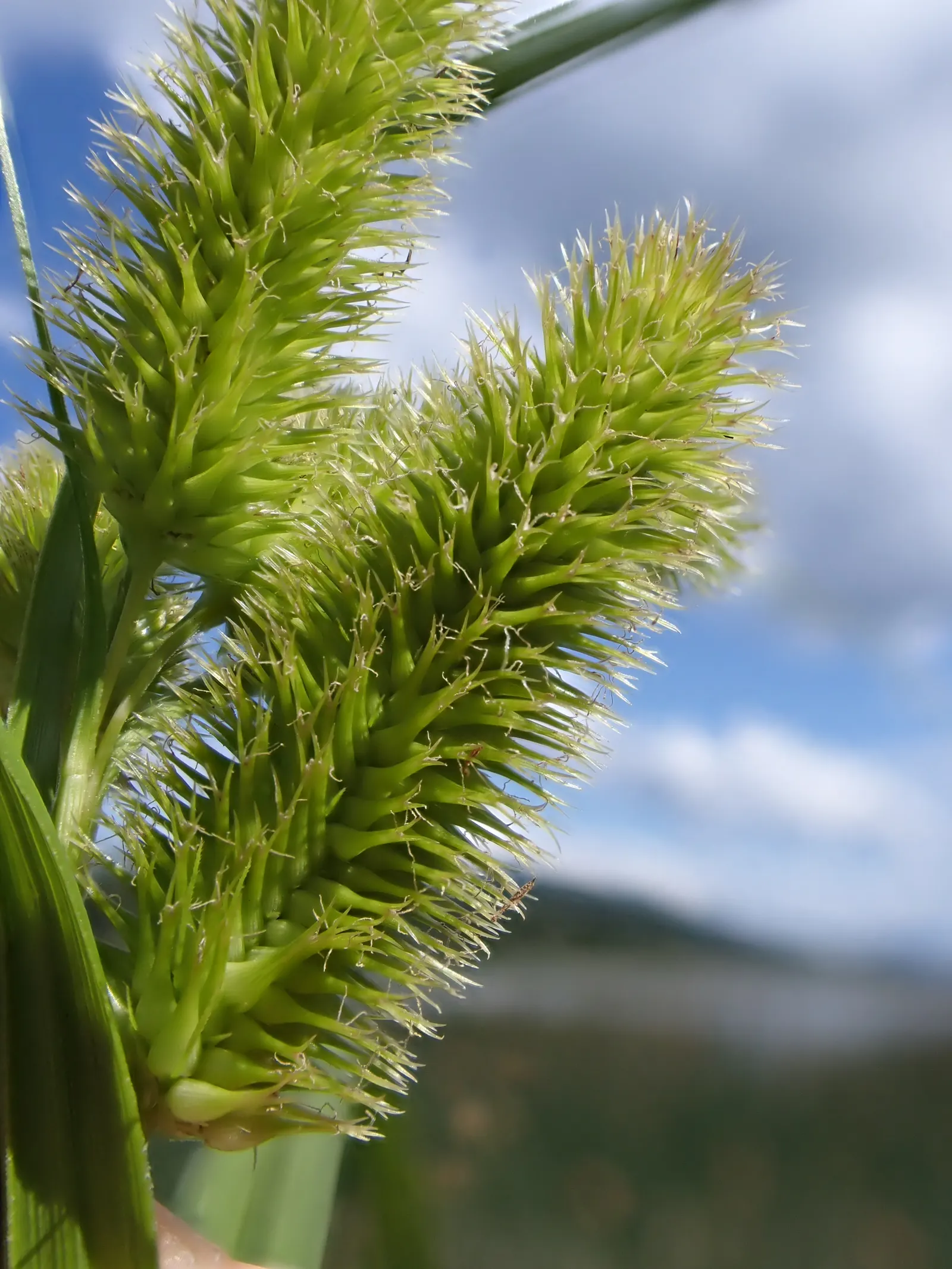 Bottlebrush Grass (Elymus Hystrix) — Given its attractive seed heads and foliage