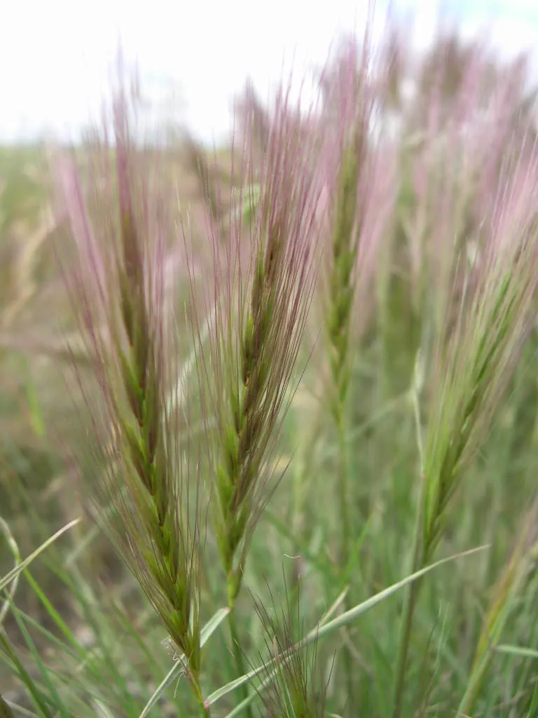 Bottlebrush Grass (Elymus Hystrix) — as well as its ability to provide erosion control on slopes; which resemble a traditional bottlebrush