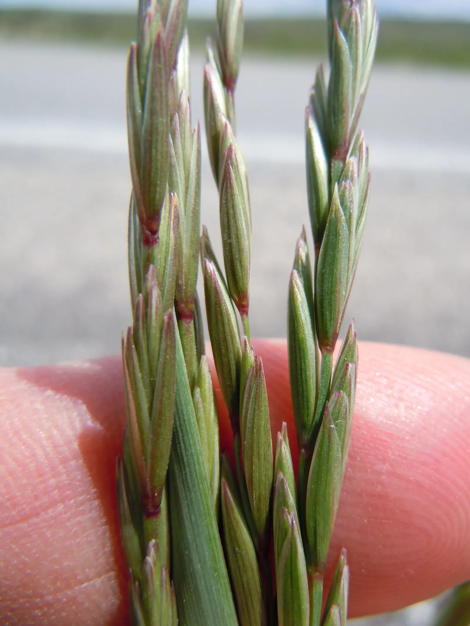 Bottlebrush Grass (Elymus Hystrix) — requiring minimal attention once established