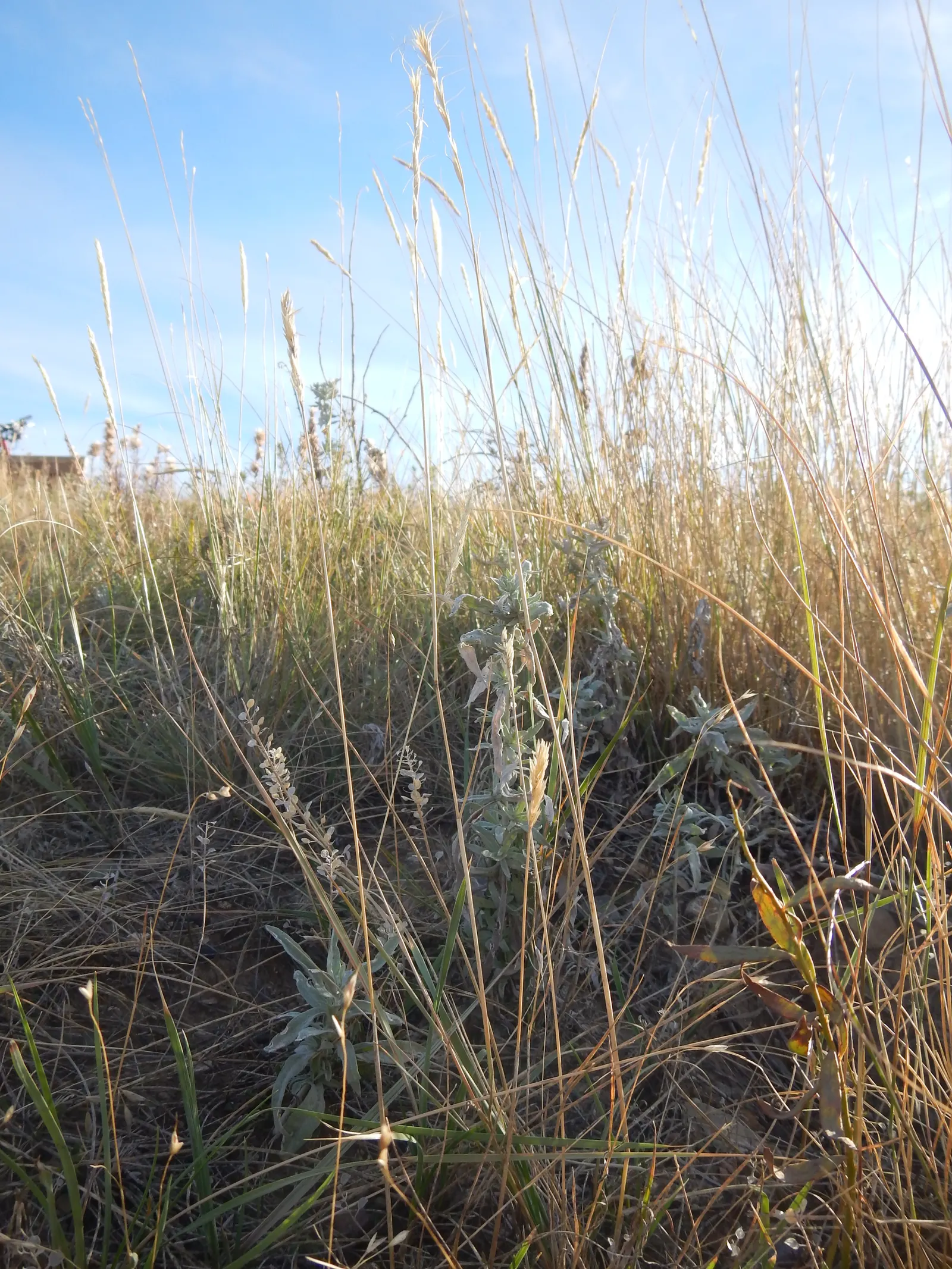 Bottlebrush Grass (Elymus Hystrix) — green flowers in the garden; which resemble a traditional bottlebrush, image 82