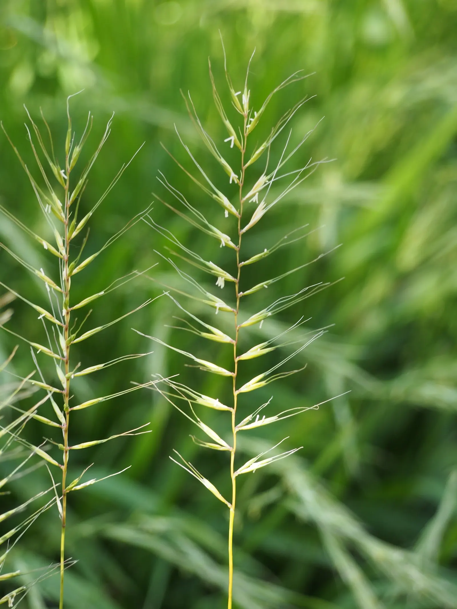 Bottlebrush Grass (Elymus Hystrix) — offering habitat and food for birds