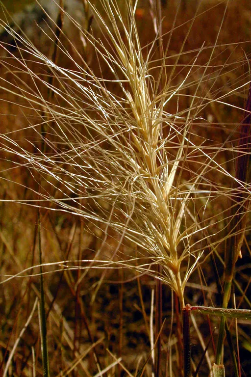 Bottlebrush Grass (Elymus Hystrix) — grass / perennial with green blooms; elymus hystrix is a low-care option, image 83