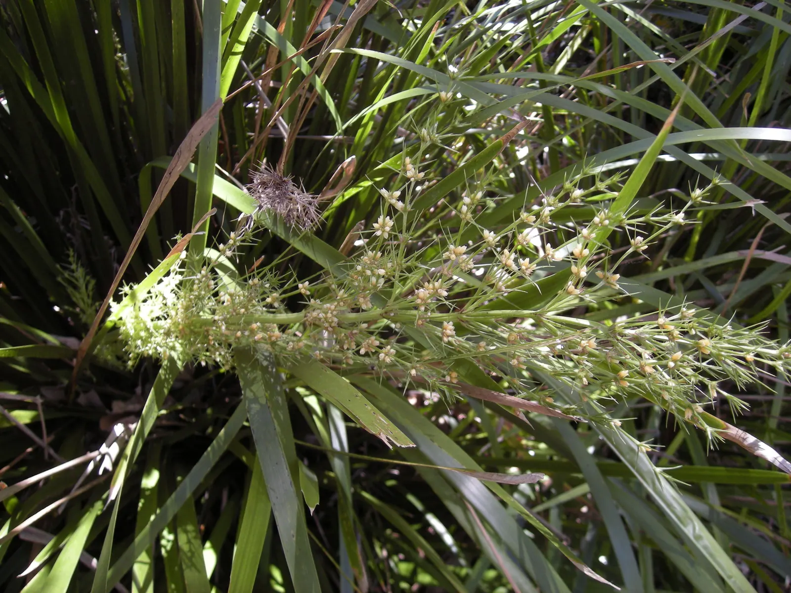 Bottlebrush Grass (Elymus Hystrix) — thus contributing to the local ecosystem's health