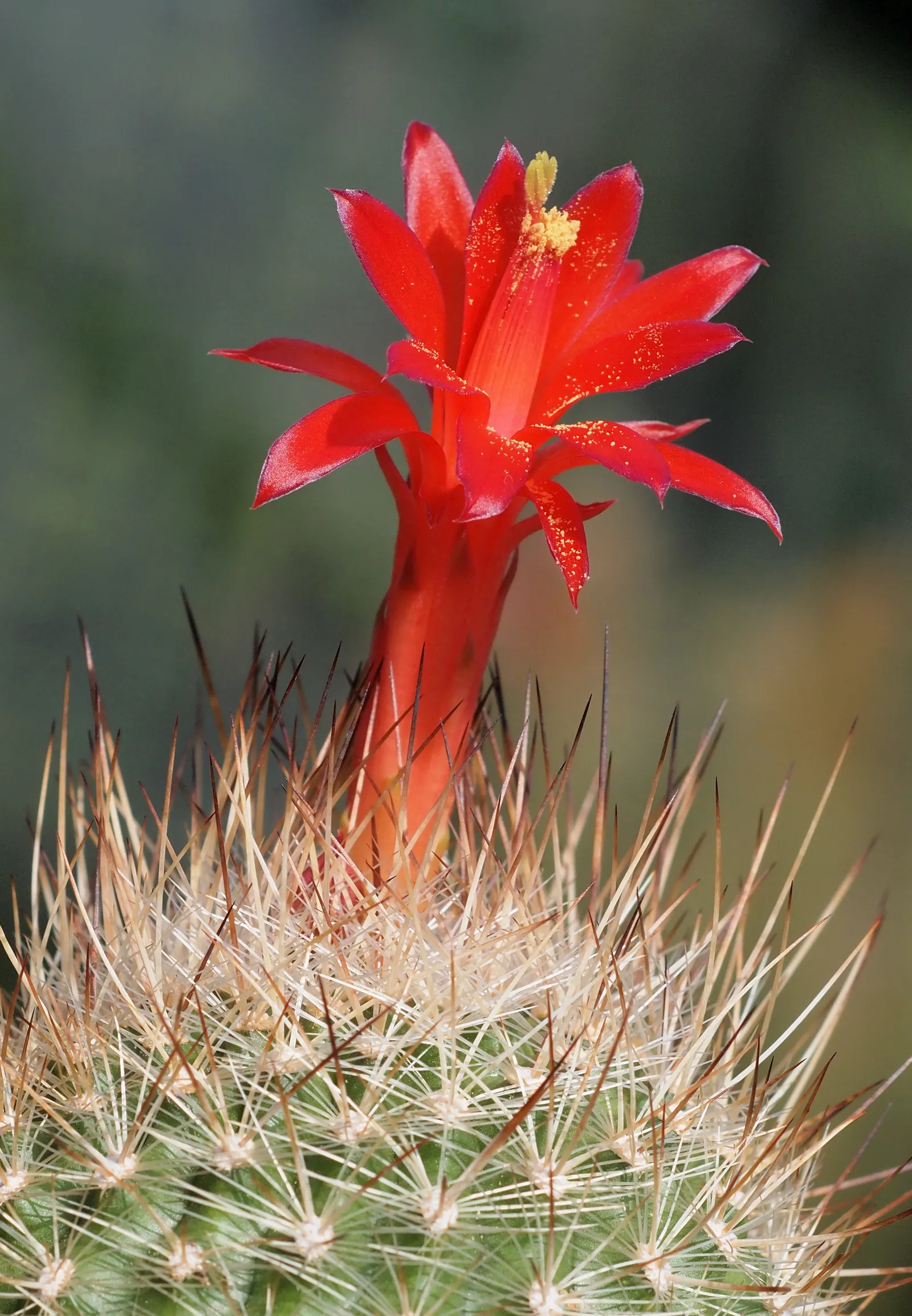 Bottlebrush Grass (Elymus Hystrix) — The distinctive feature of this grass is its elongated; which resemble a traditional bottlebrush