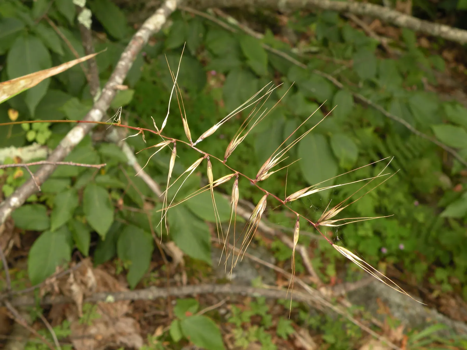 Bottlebrush Grass (Elymus Hystrix) — Given its attractive seed heads and foliage; it adds vertical texture to gardens with minimal maintenance and is